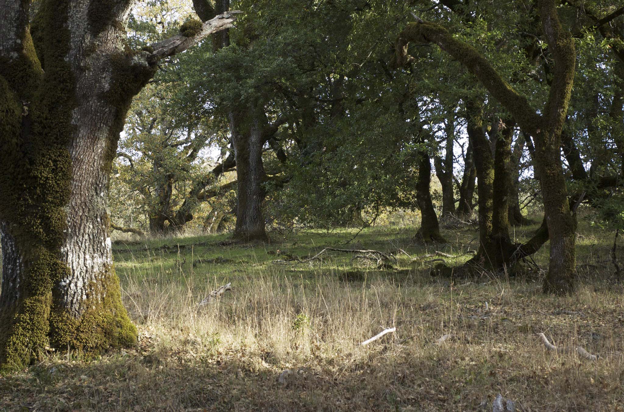 A group of oak trees with grass in between