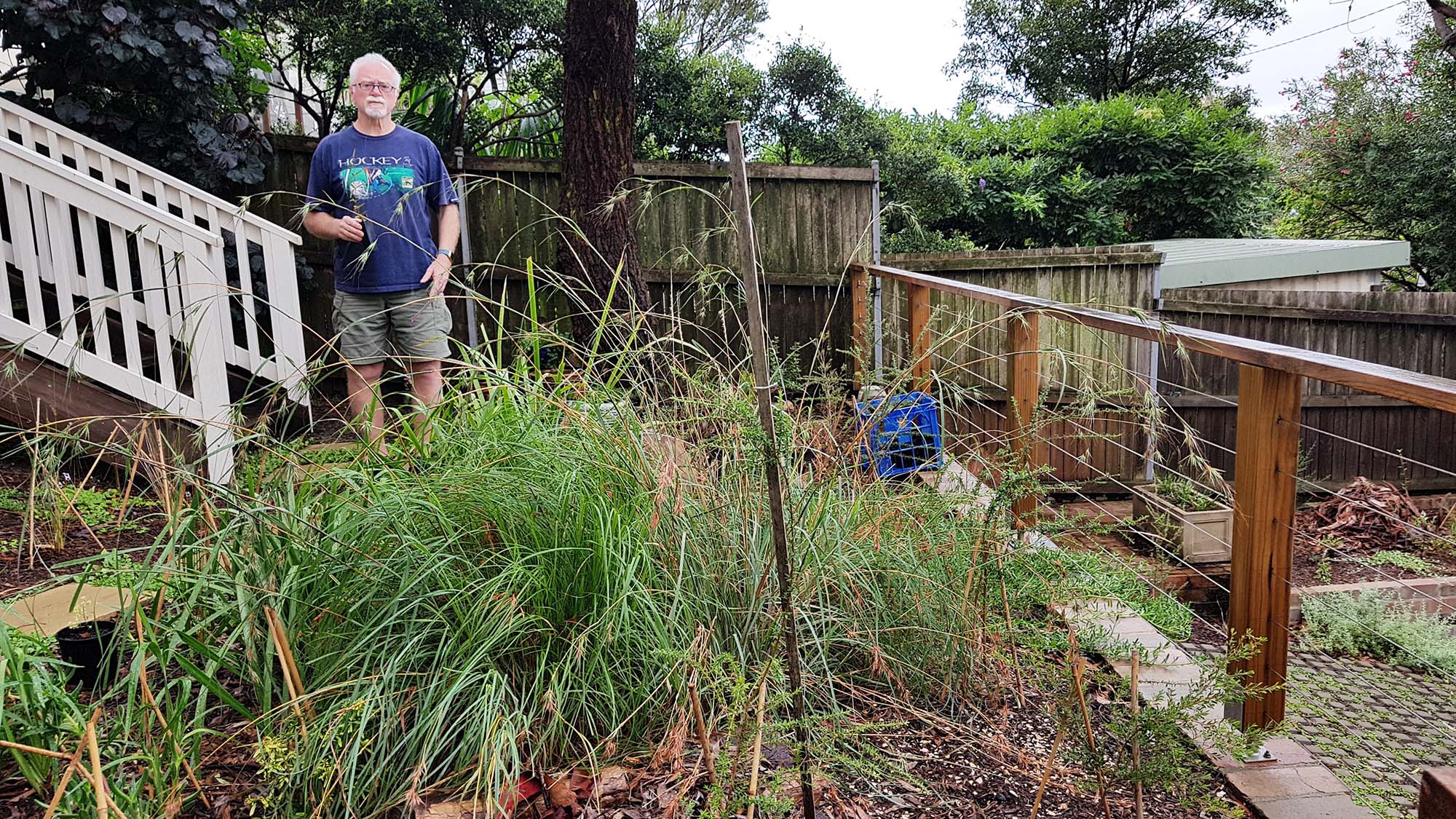 A person standing in a garden planted with native plants