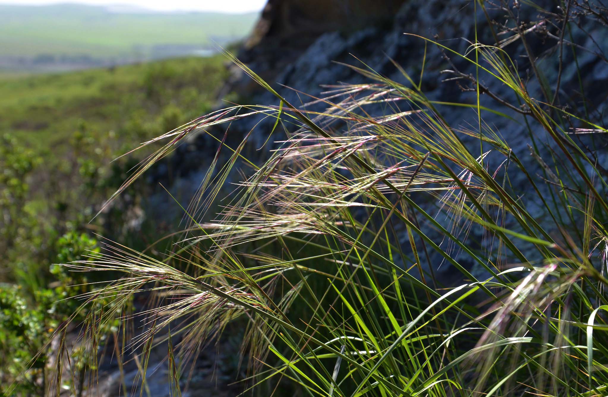 Close-up of tendils of grass seed-heads