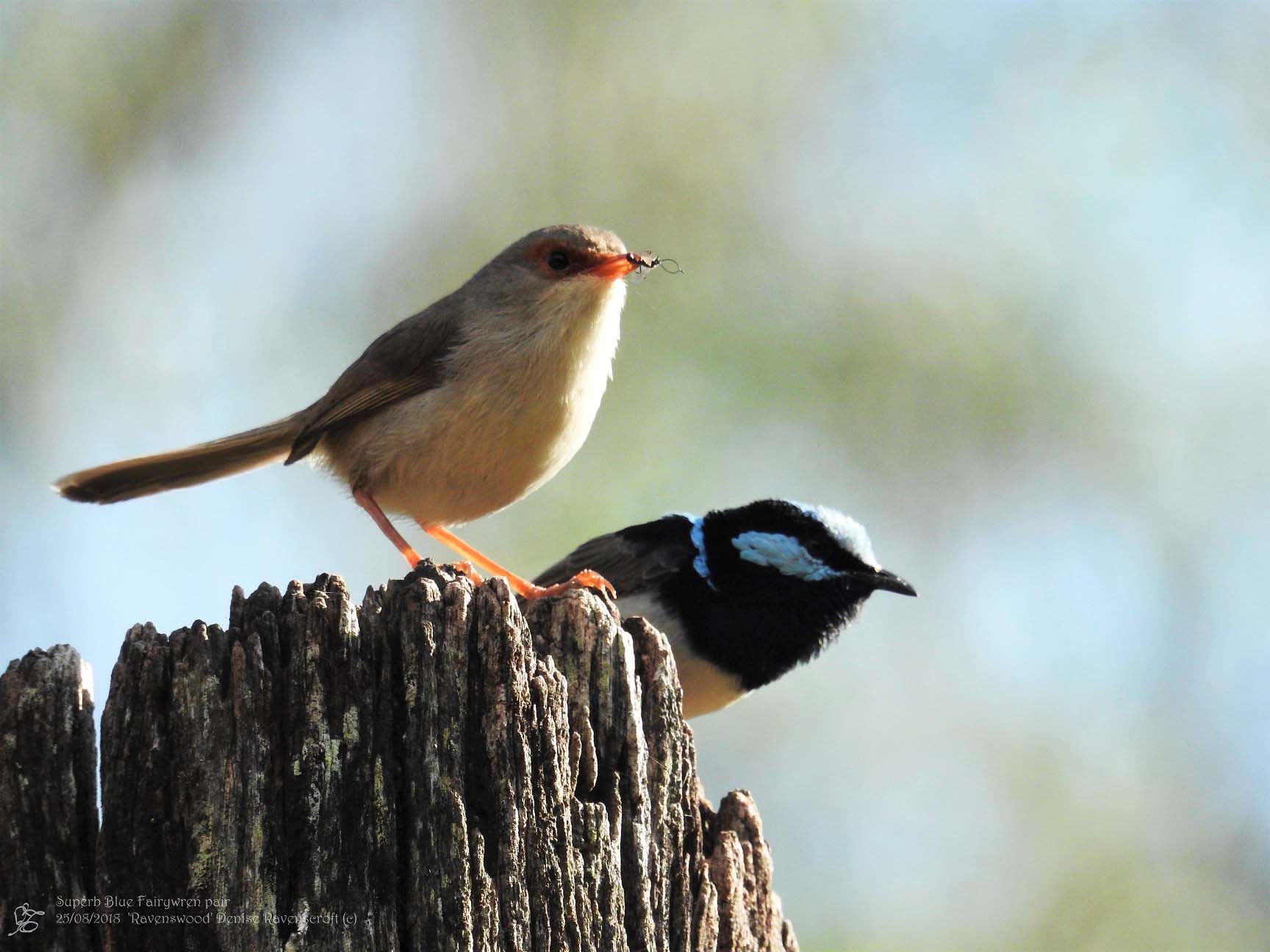 two small birds standing on a piece of dead wood