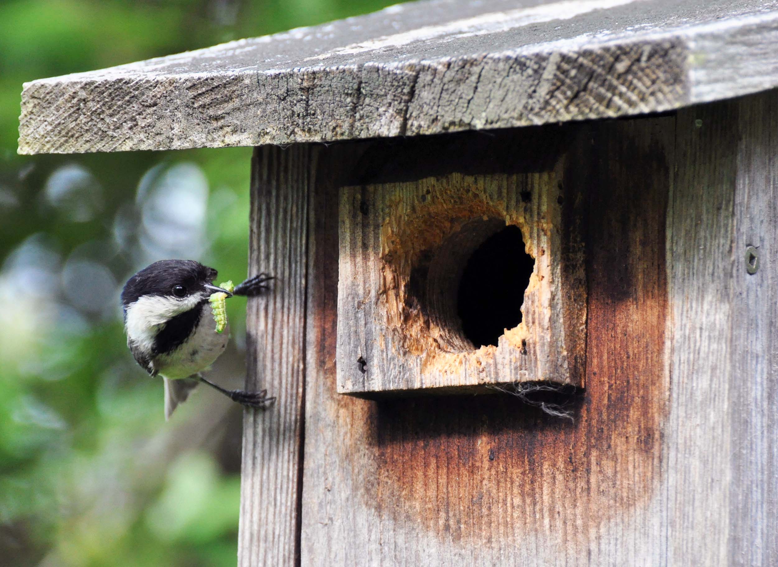 A small bird perched on a wooden birdhouse with an insect in its beak