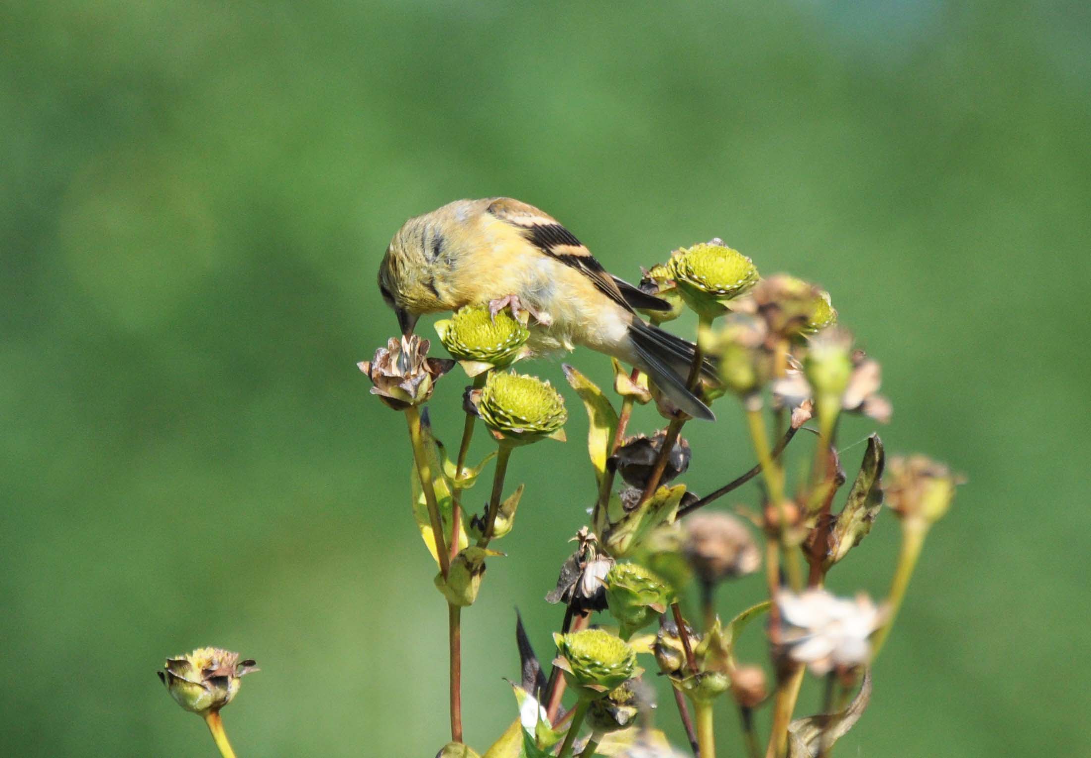 A yellowish bird perched on top of dried flowers, eating seeds