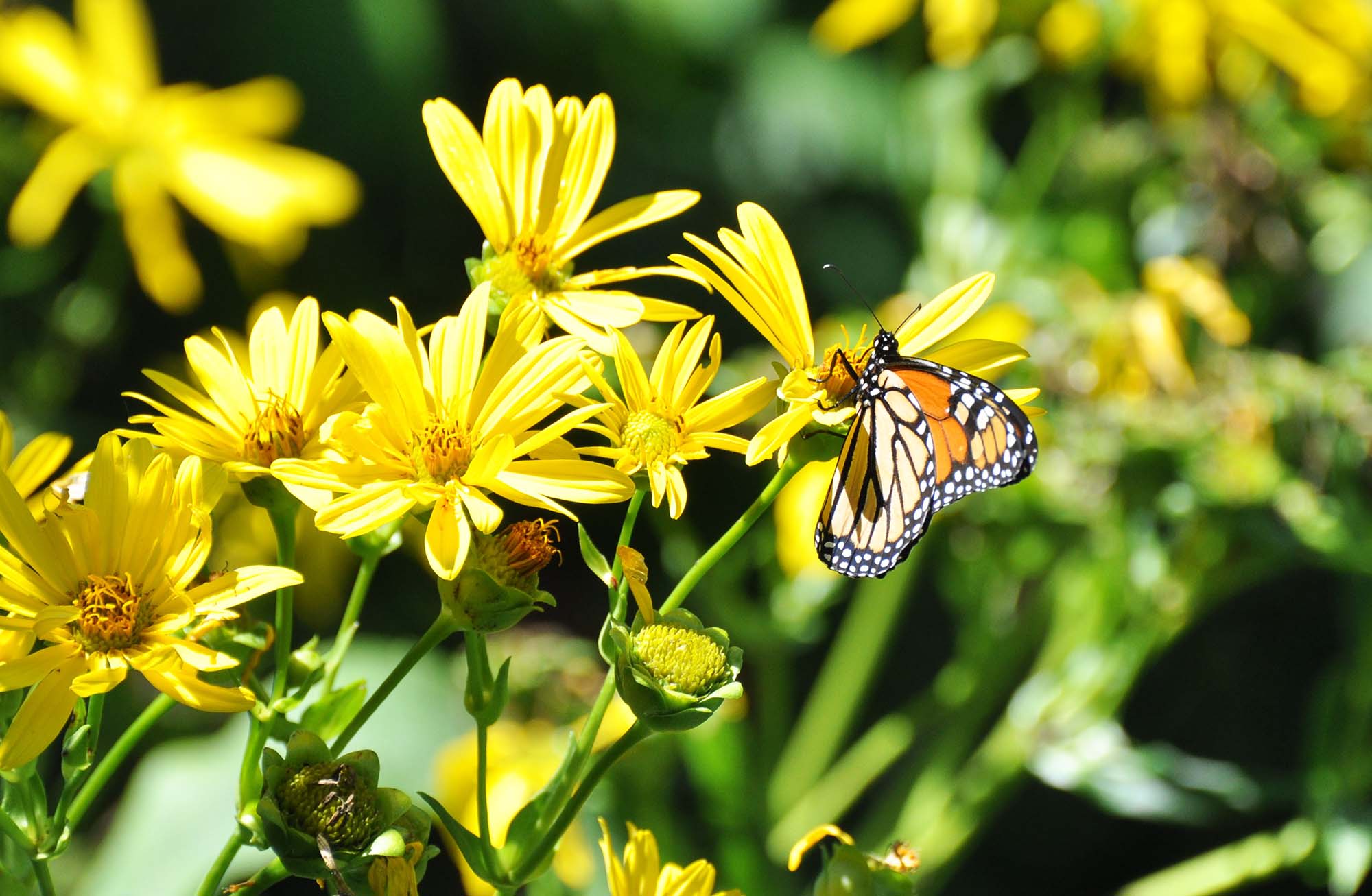 An orange and black butterfly feeding on bright yellow flowers