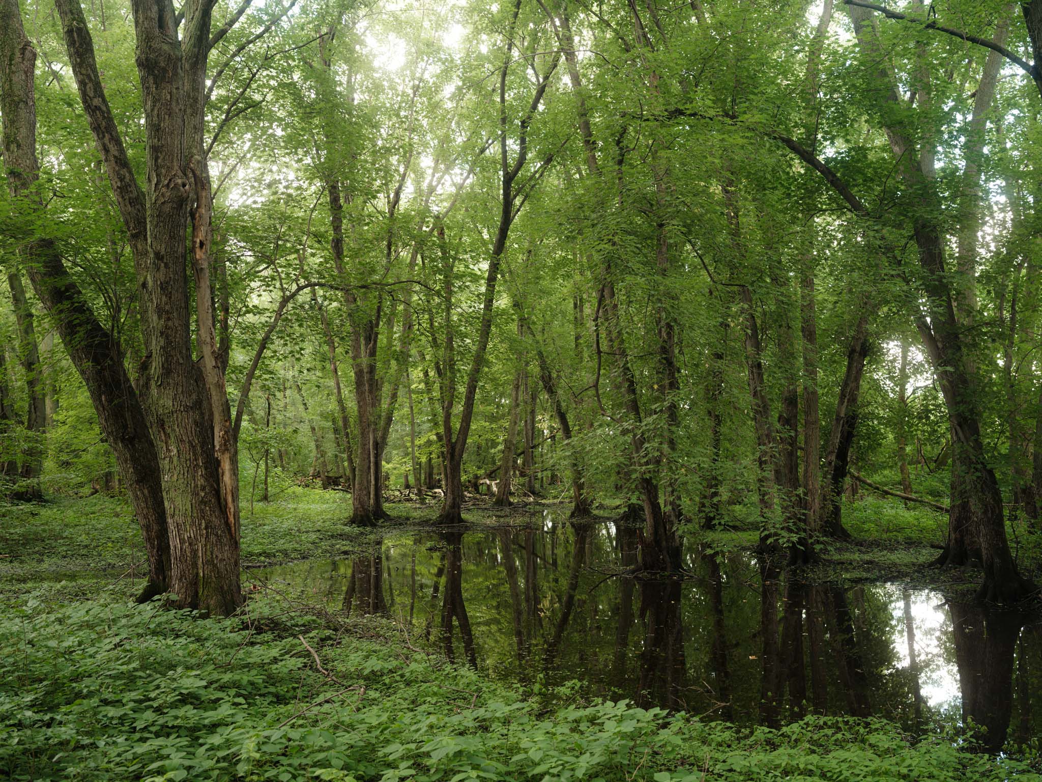Swampy forest land, all in green