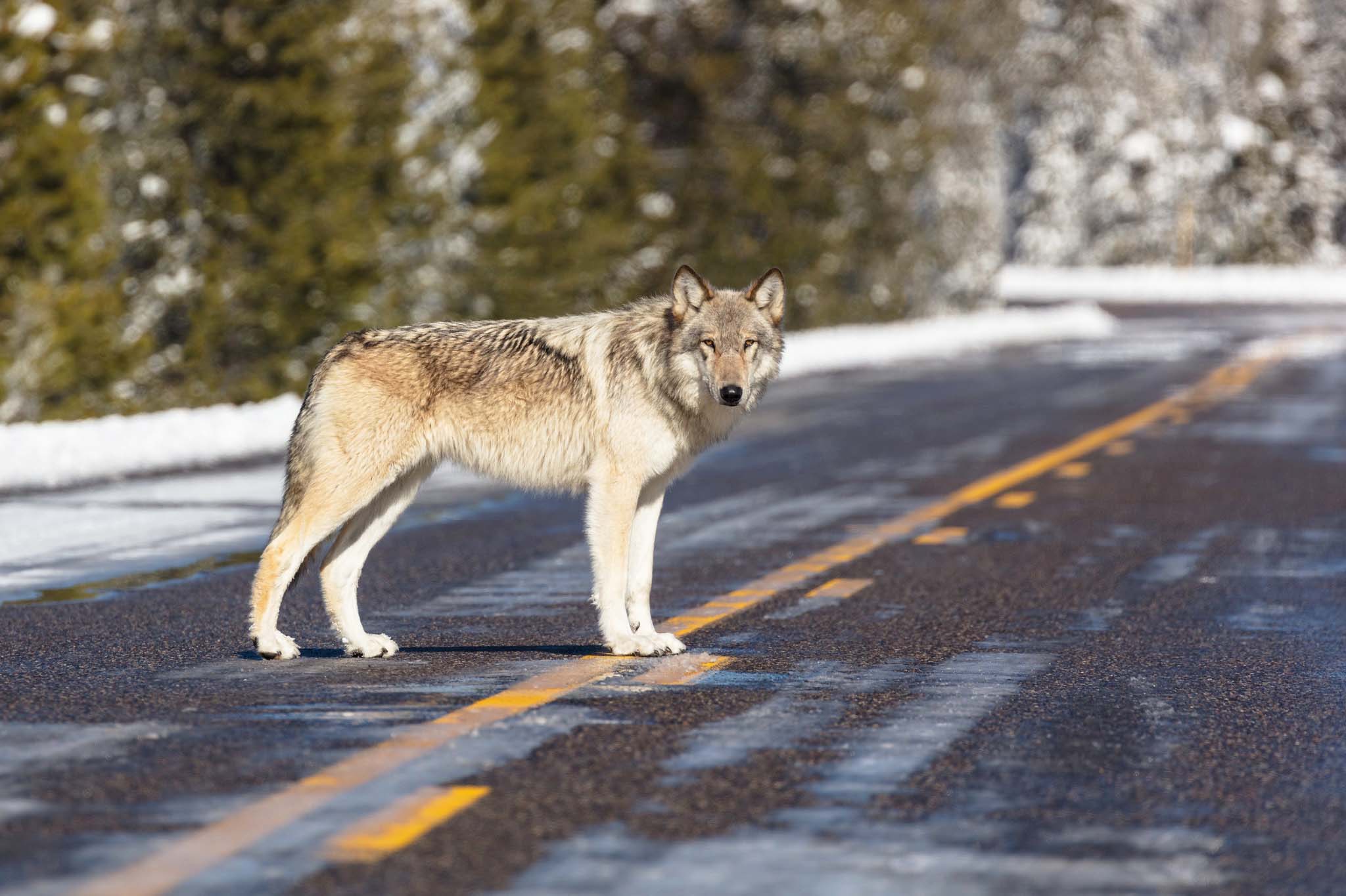 A wolf standing on an icy road, looking at the camera, with snowy trees in the background