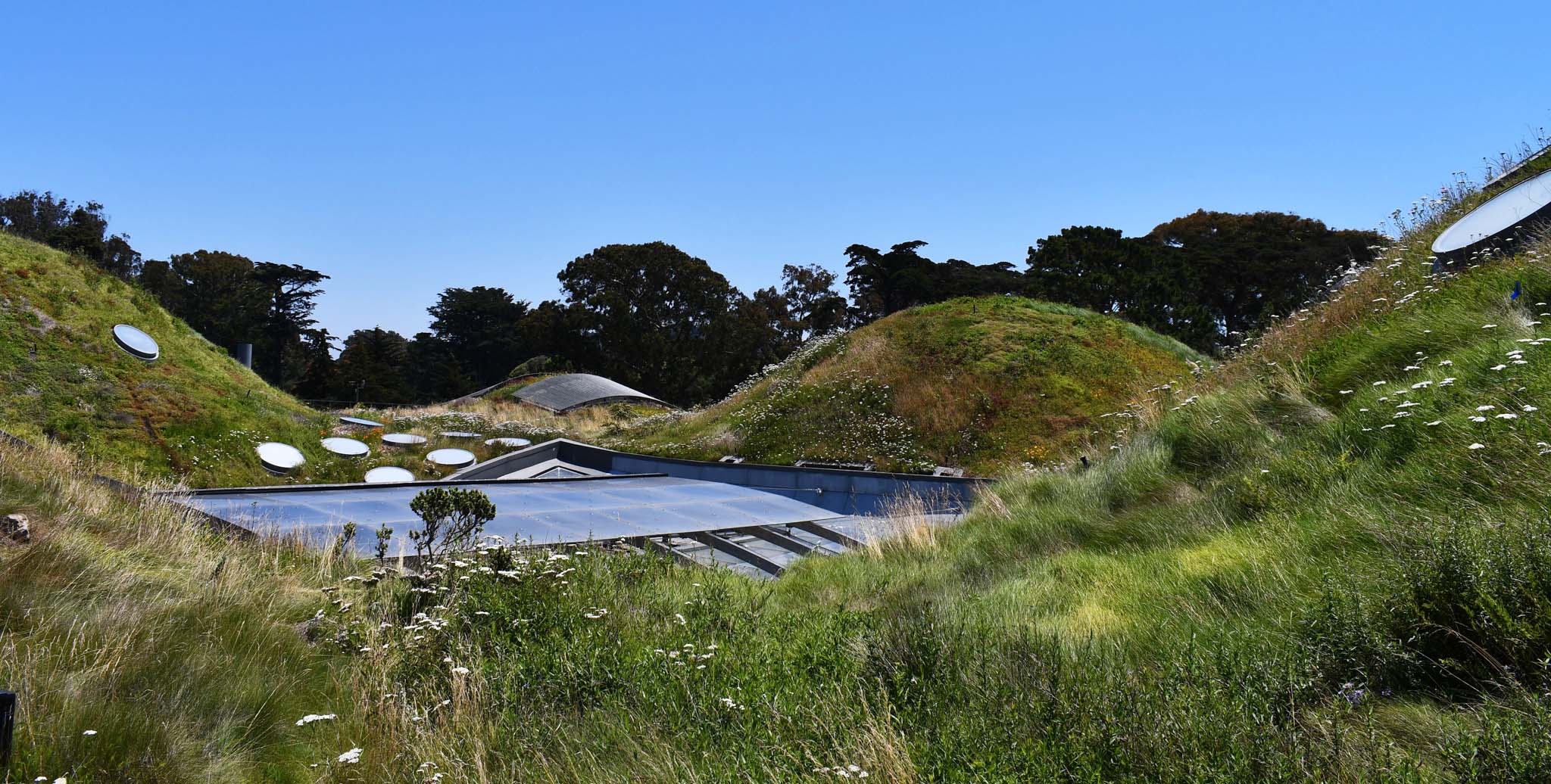 Round artificial mounds covered in grass and flowers surround a rooftop window/skylight.