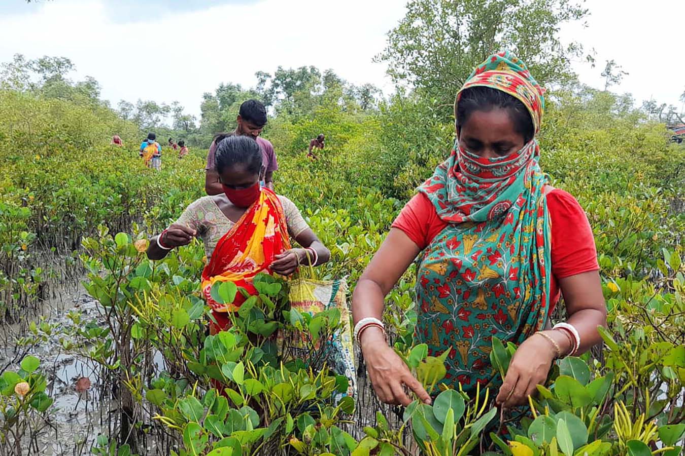 People standing among mangroves, gathering seeds