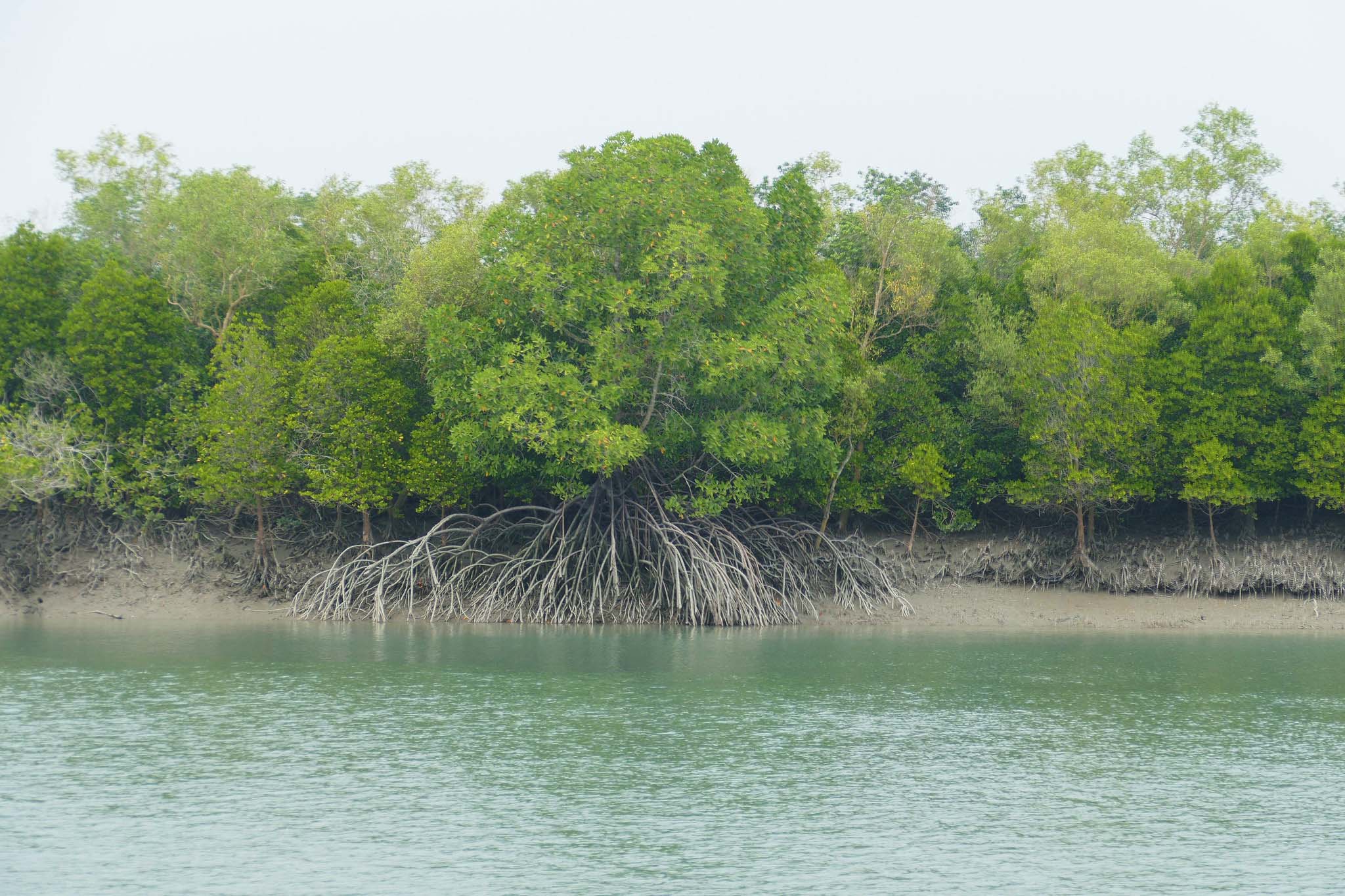 A view from the water of a coast covered in mangrove trees, with their long, dense roots visible