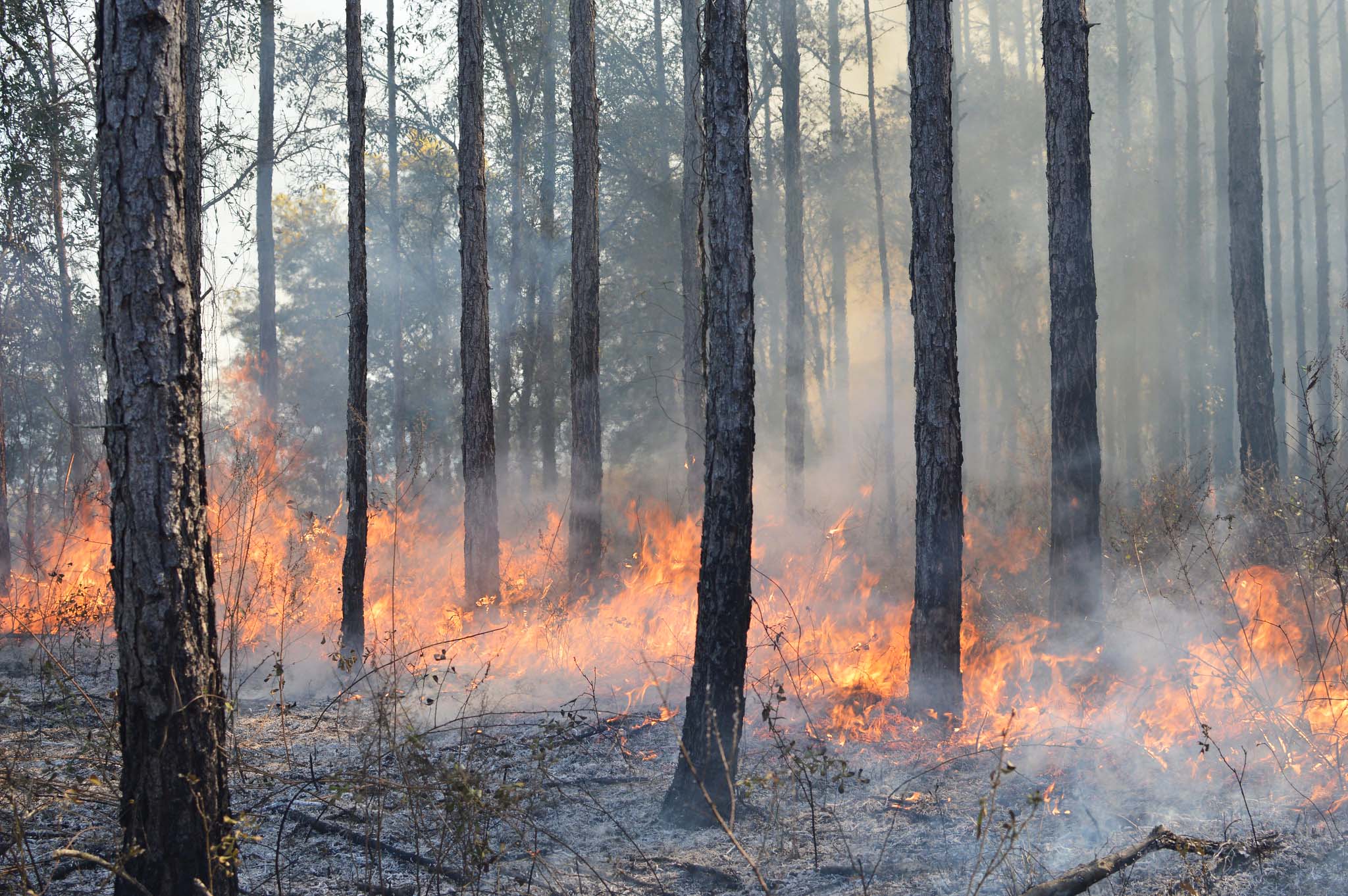 A forested area with a strip of orange flames along the ground