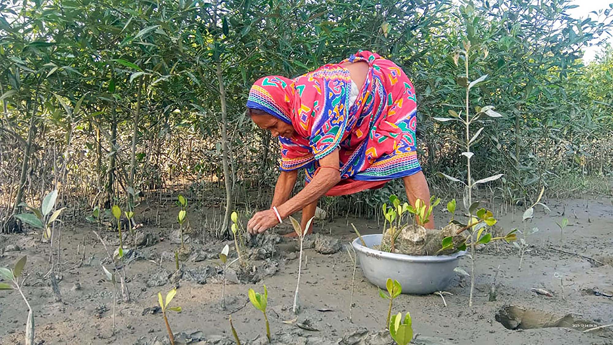 A person with a bucket of seedlings, bent over and planting them into bare soil