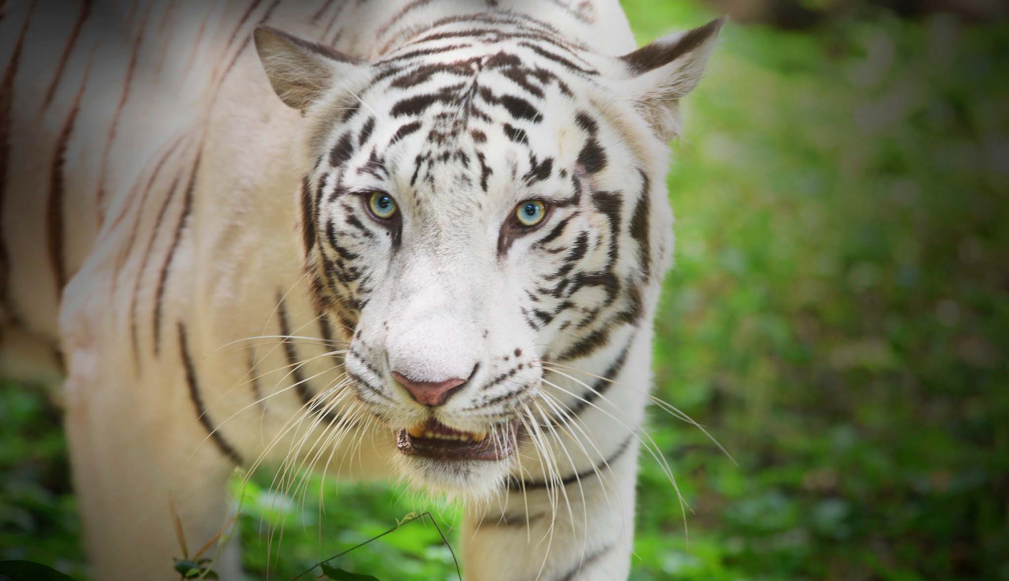Close-up of a pale-coloured tiger