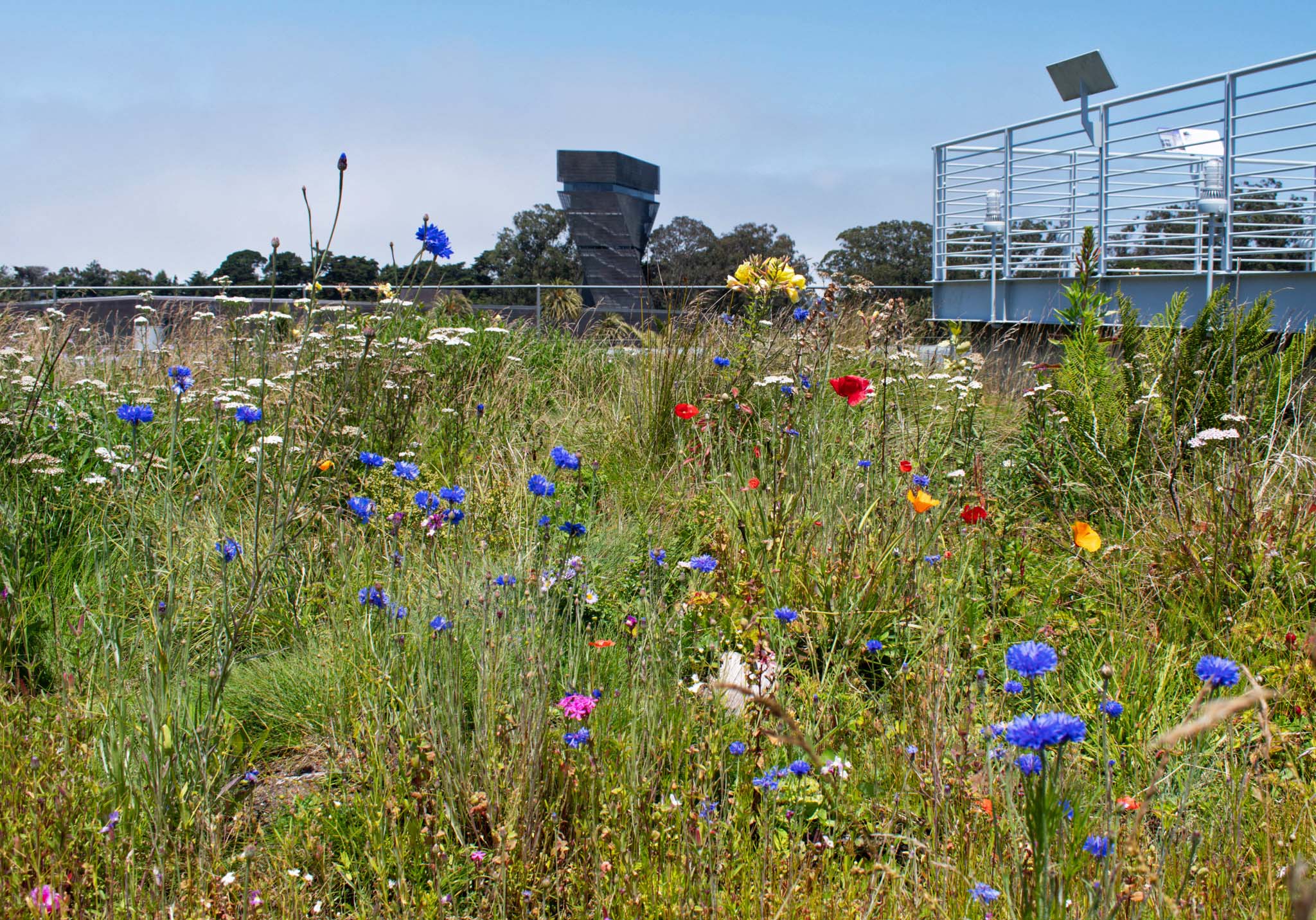 Colourful wildflowers and grass with a walkway above at right and sky beyond.
