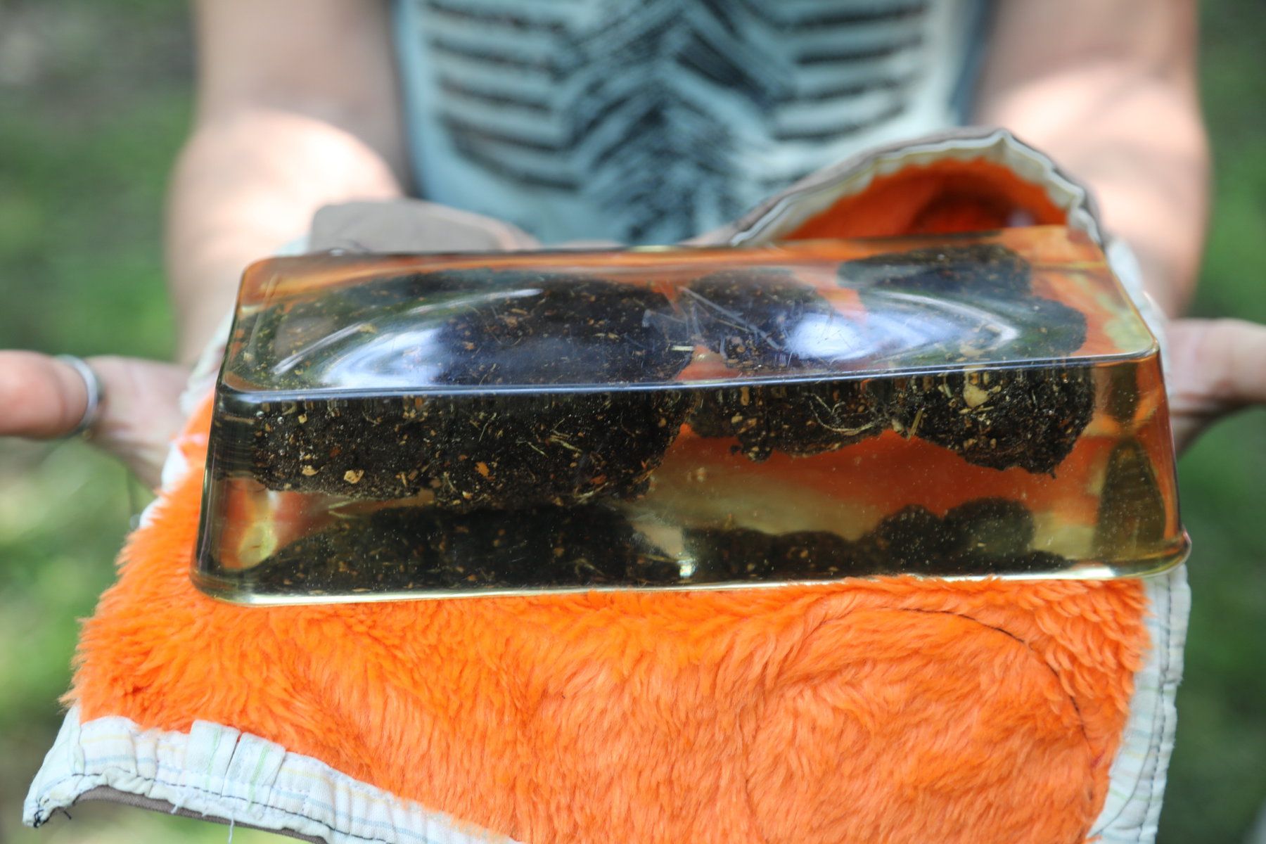 Bear scat enclosed in a block of silica, held out in someone's hands