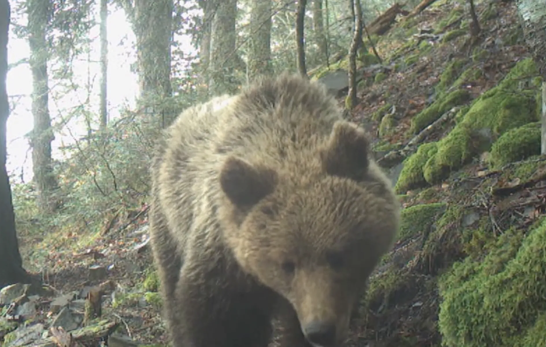 A camera trap shot of a bear in the forest