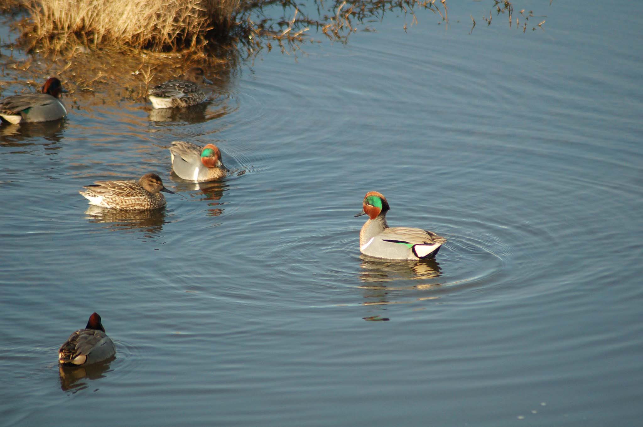 A group of ducks in the water