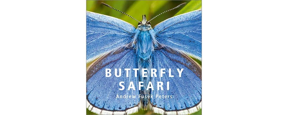 cover of the book Butterfly Safari by Andrew Fusek Peters