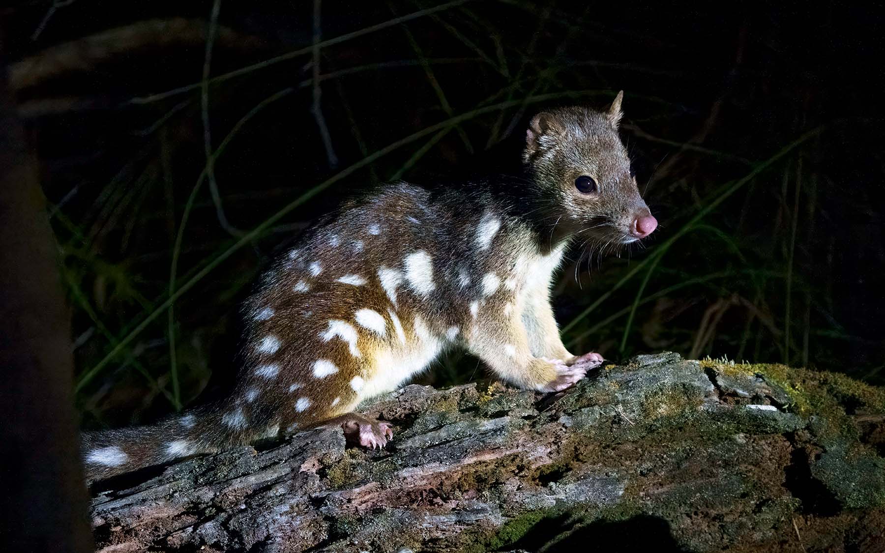 A small furry mammal with spotted fur standing on a log