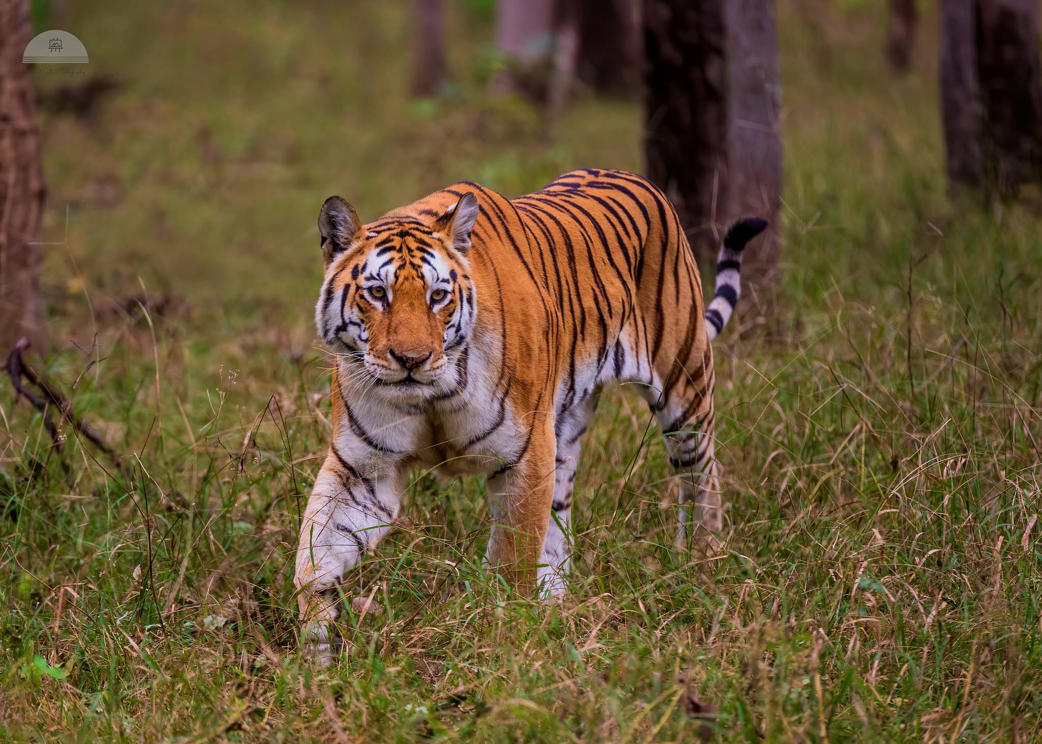 A tiger walking in the grass