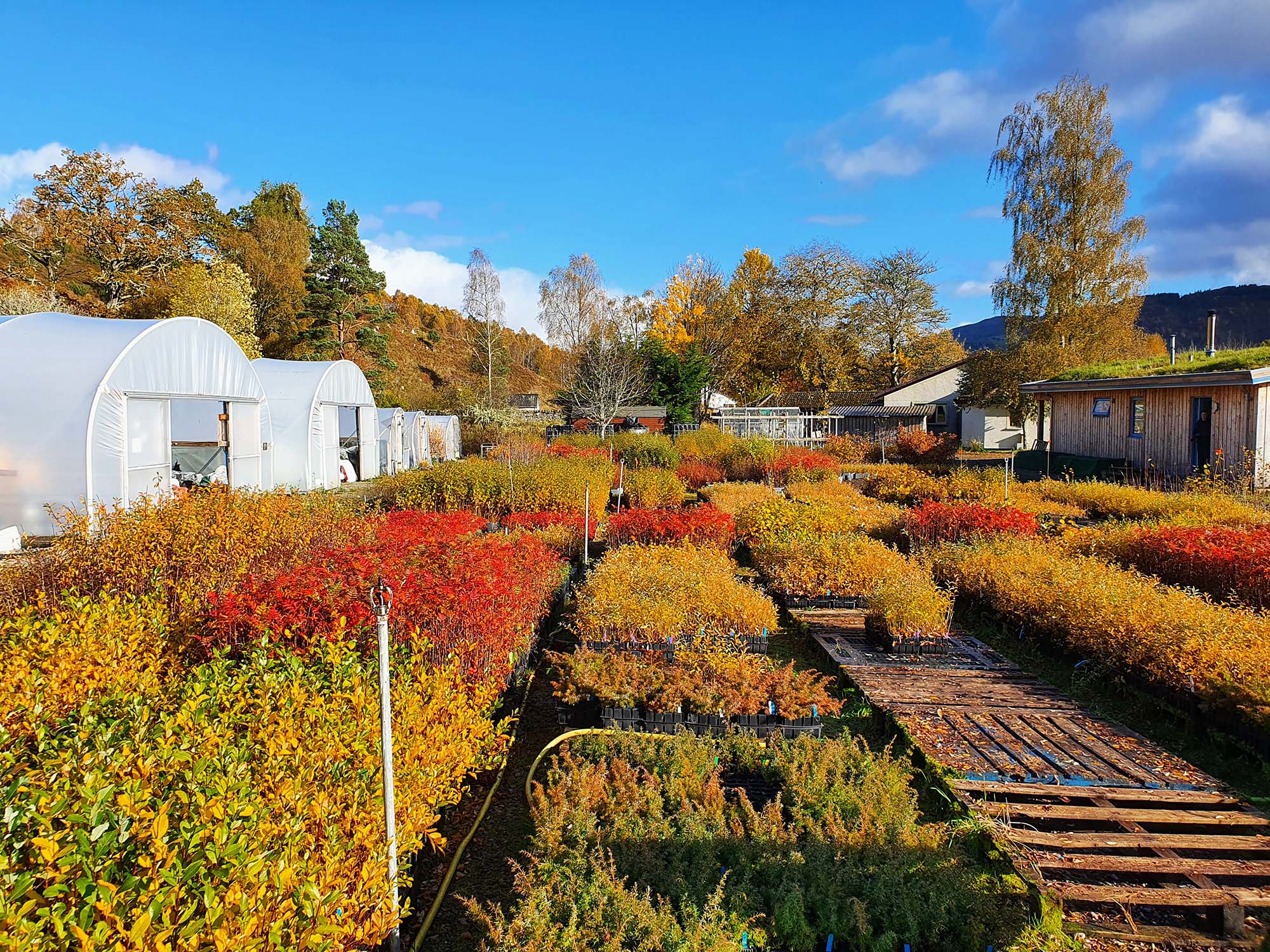 On a sunny day with blue skies, groups of autumn-coloured plants in a nursery setting