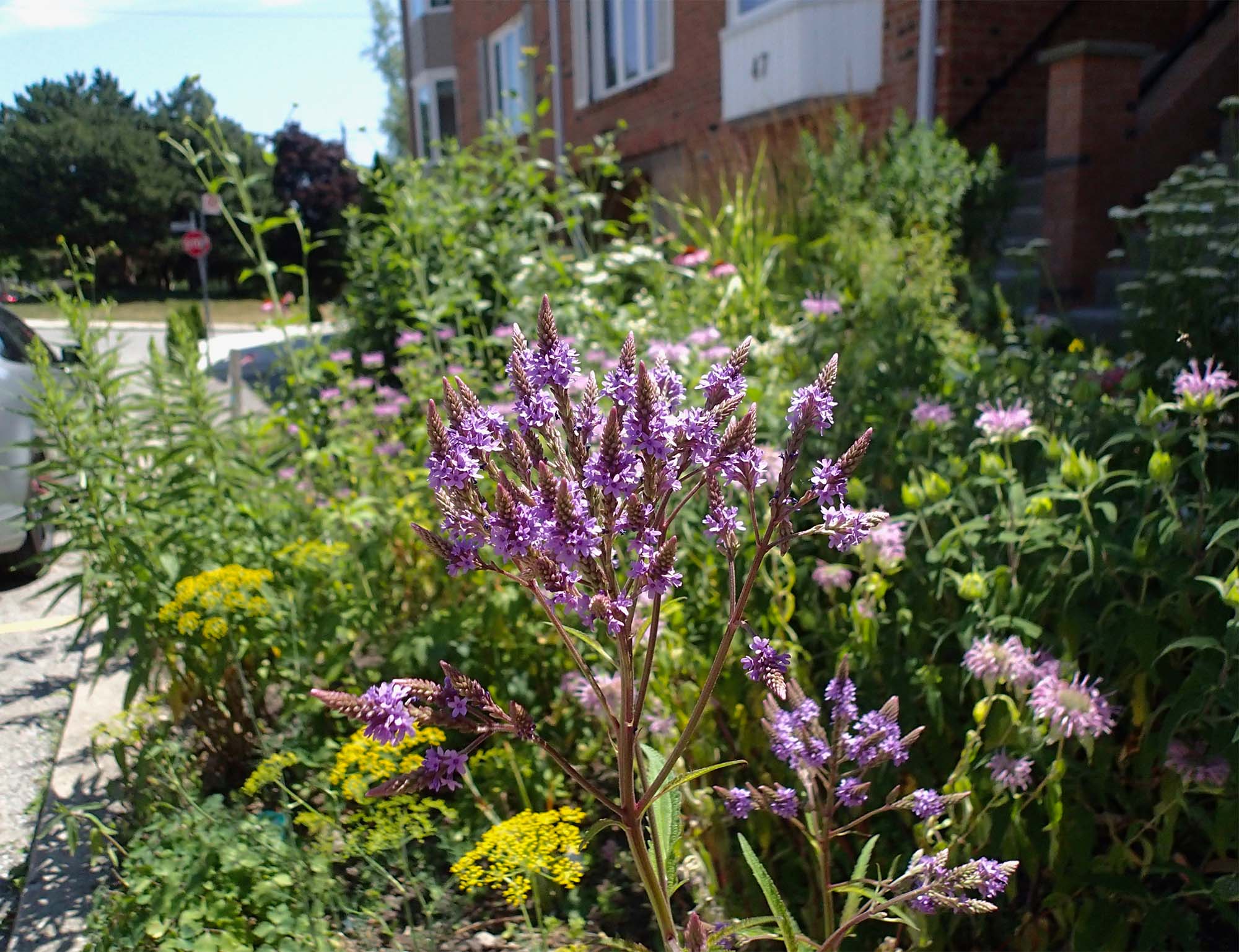 Purple and yellow flowers and other greenery in an urban front yard