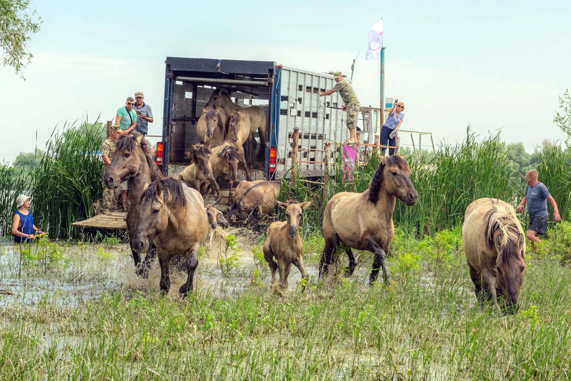 Wild horses exiting a transport truck outdoors with people watching and helping