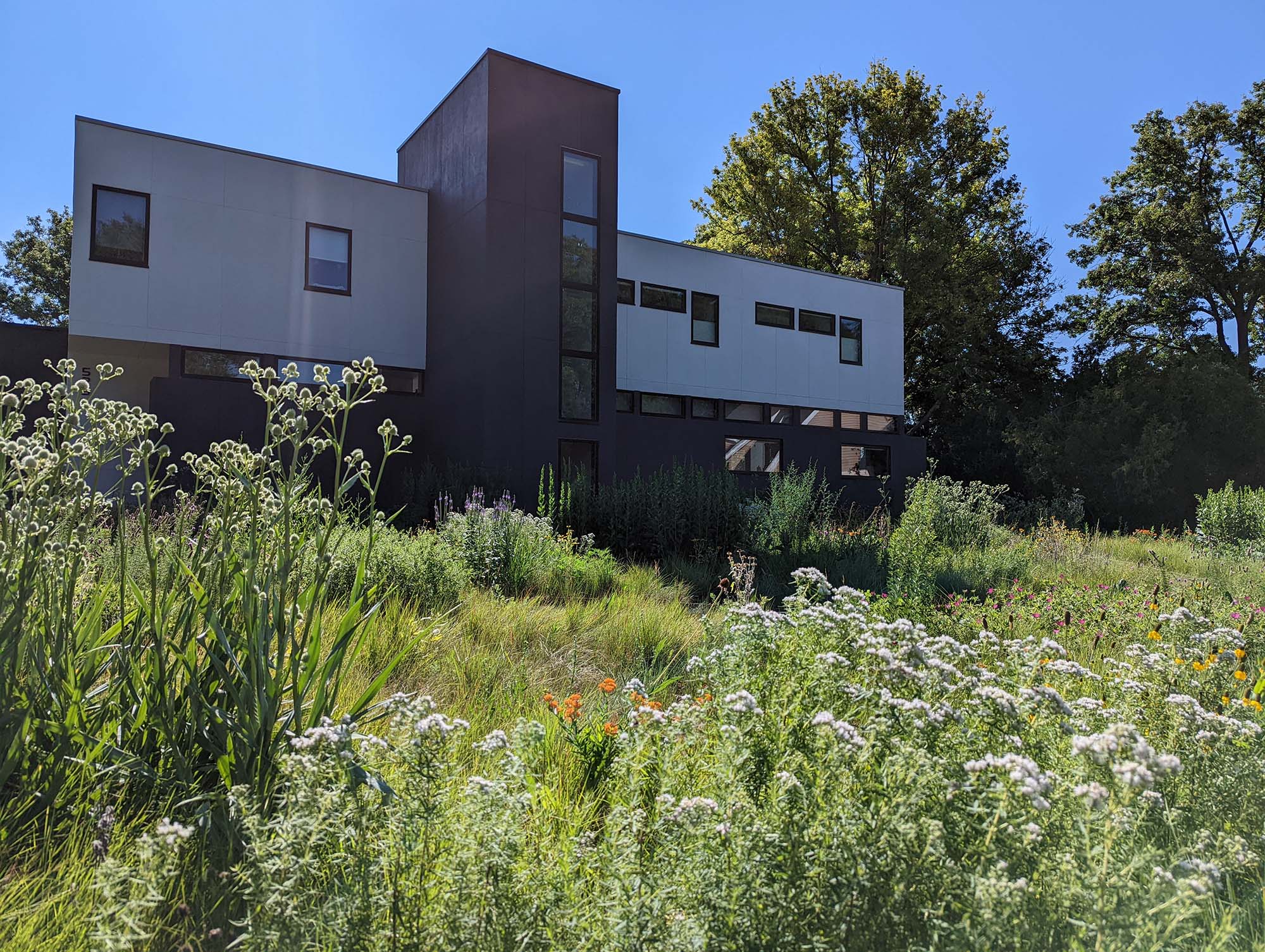 A modern-style house on a sunny day. The front yard is planted with a wide range of flowers and grasses.