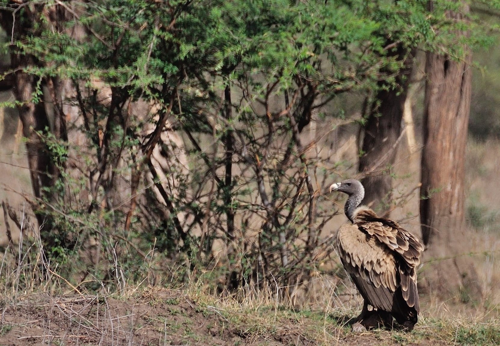 A vulture standing on the ground next to a thicket of trees and shrubs