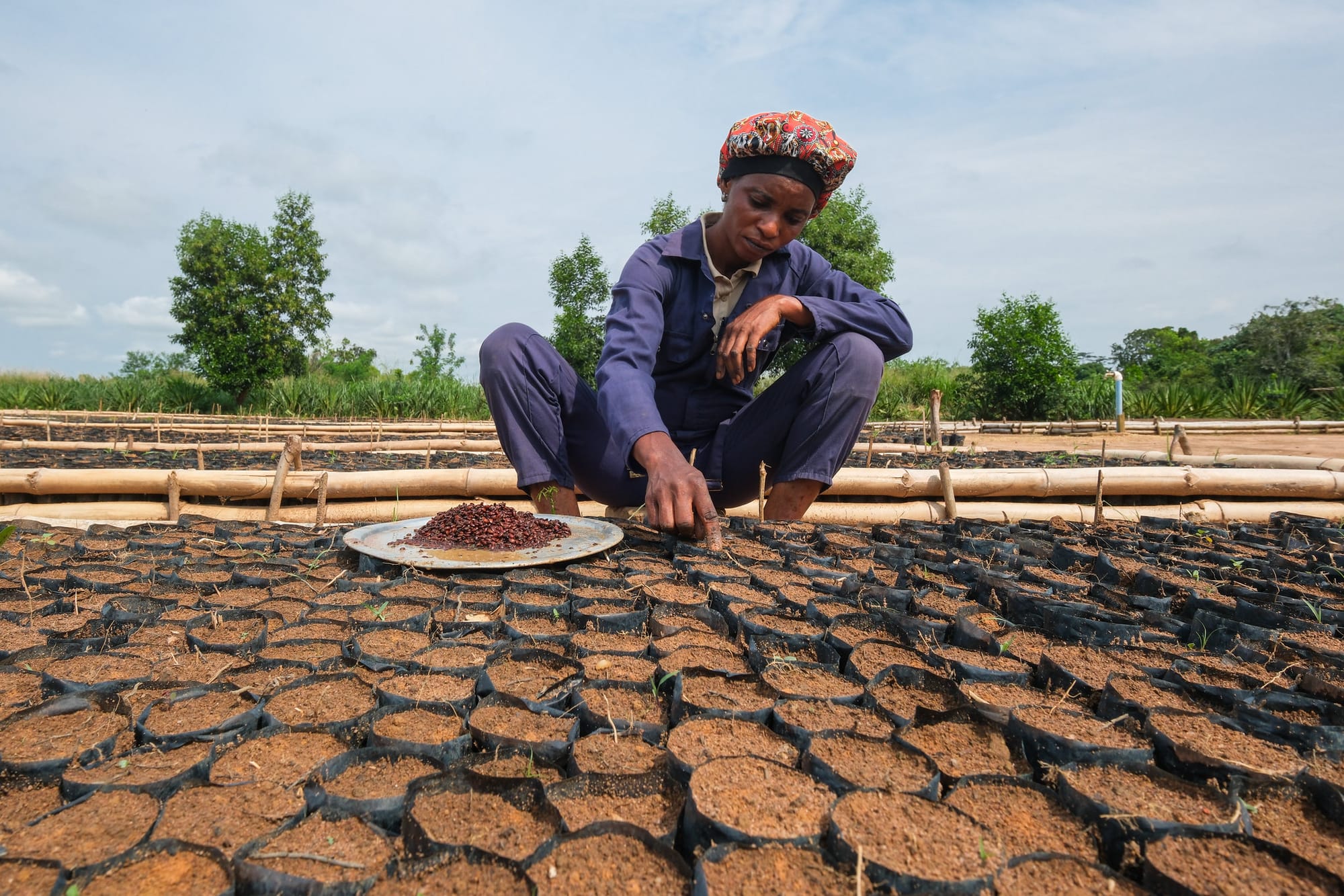 Billions have been raised to restore forests, with little success. Here’s the missing ingredient