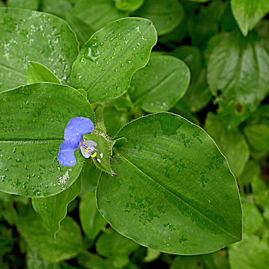 Top-down view of a green plant with wide leaves, with a single purple flower