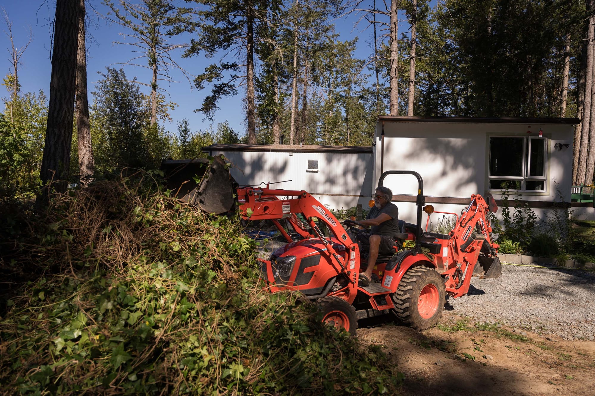 In W̱SÁNEĆ territories, removing invasive English ivy makes way for indigenous plants