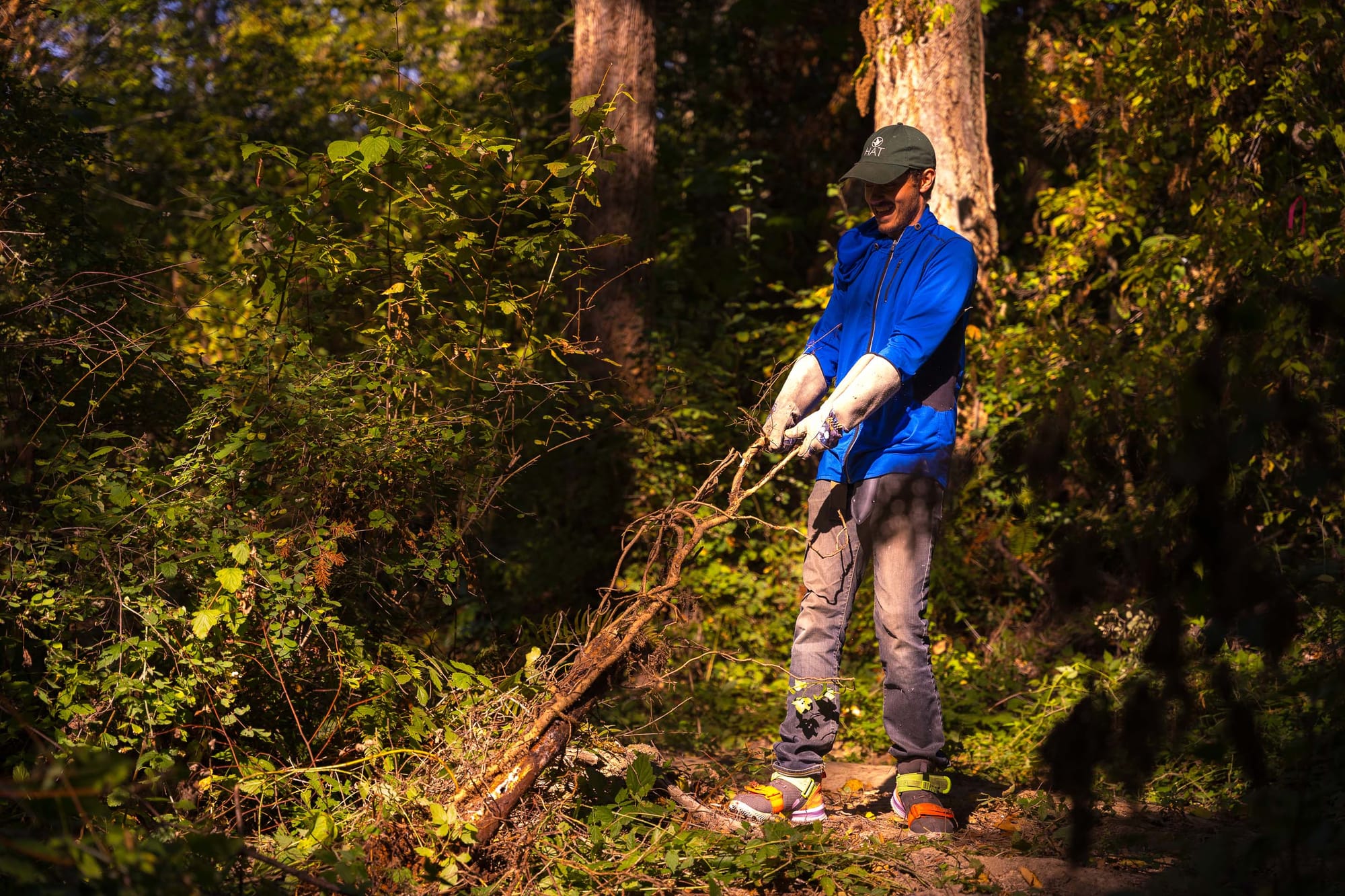 In W̱SÁNEĆ territories, removing invasive English ivy makes way for indigenous plants