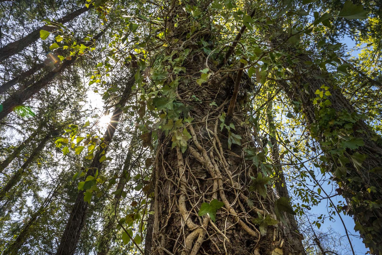 looking up at a tree trunk covered in ivy, surrounded by forest, with the sun peeking through