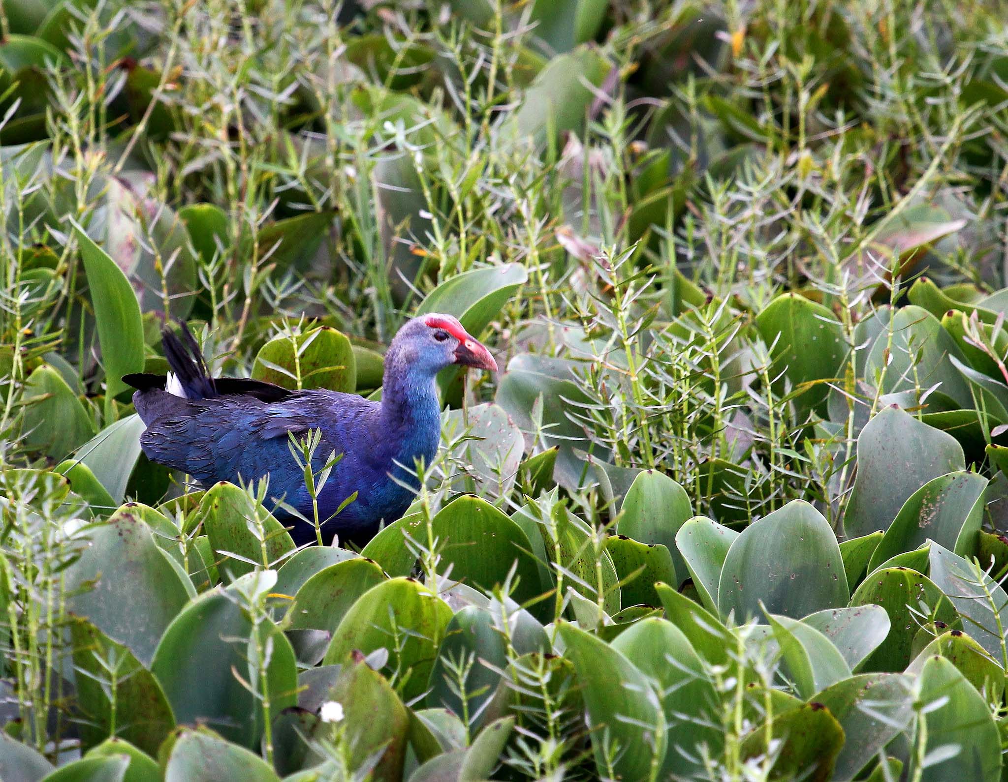 A purple moorhen standing amidst green plants