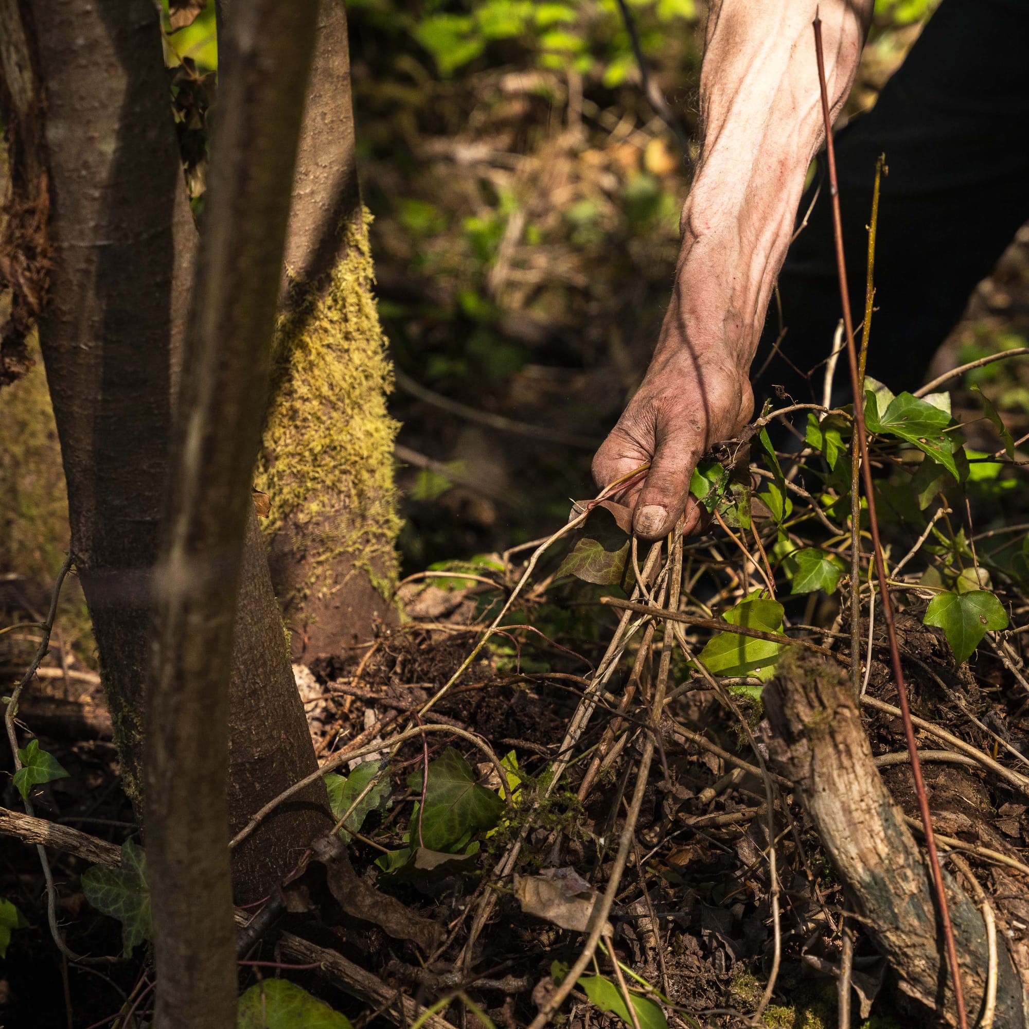 In W̱SÁNEĆ territories, removing invasive English ivy makes way for indigenous plants