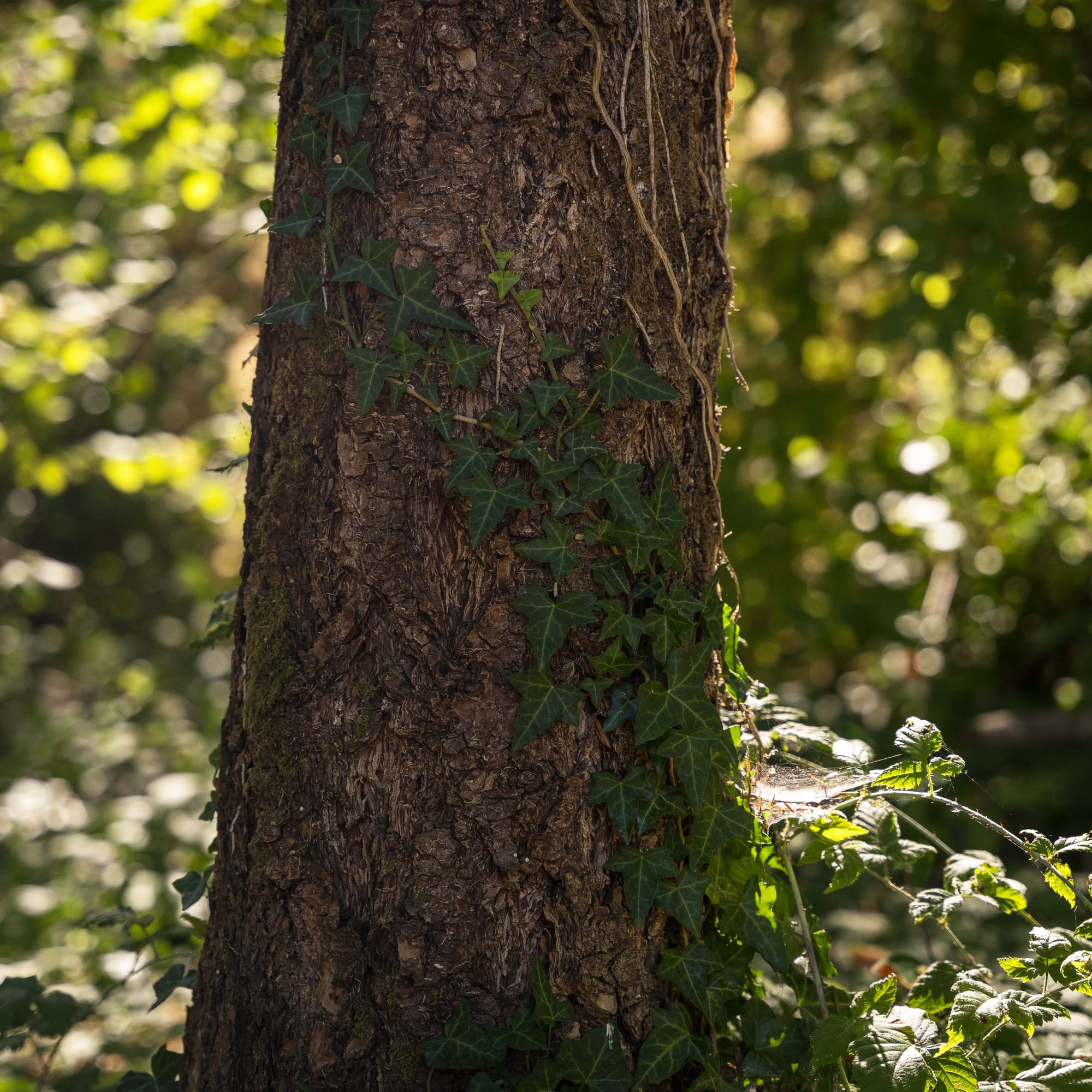 In W̱SÁNEĆ territories, removing invasive English ivy makes way for indigenous plants