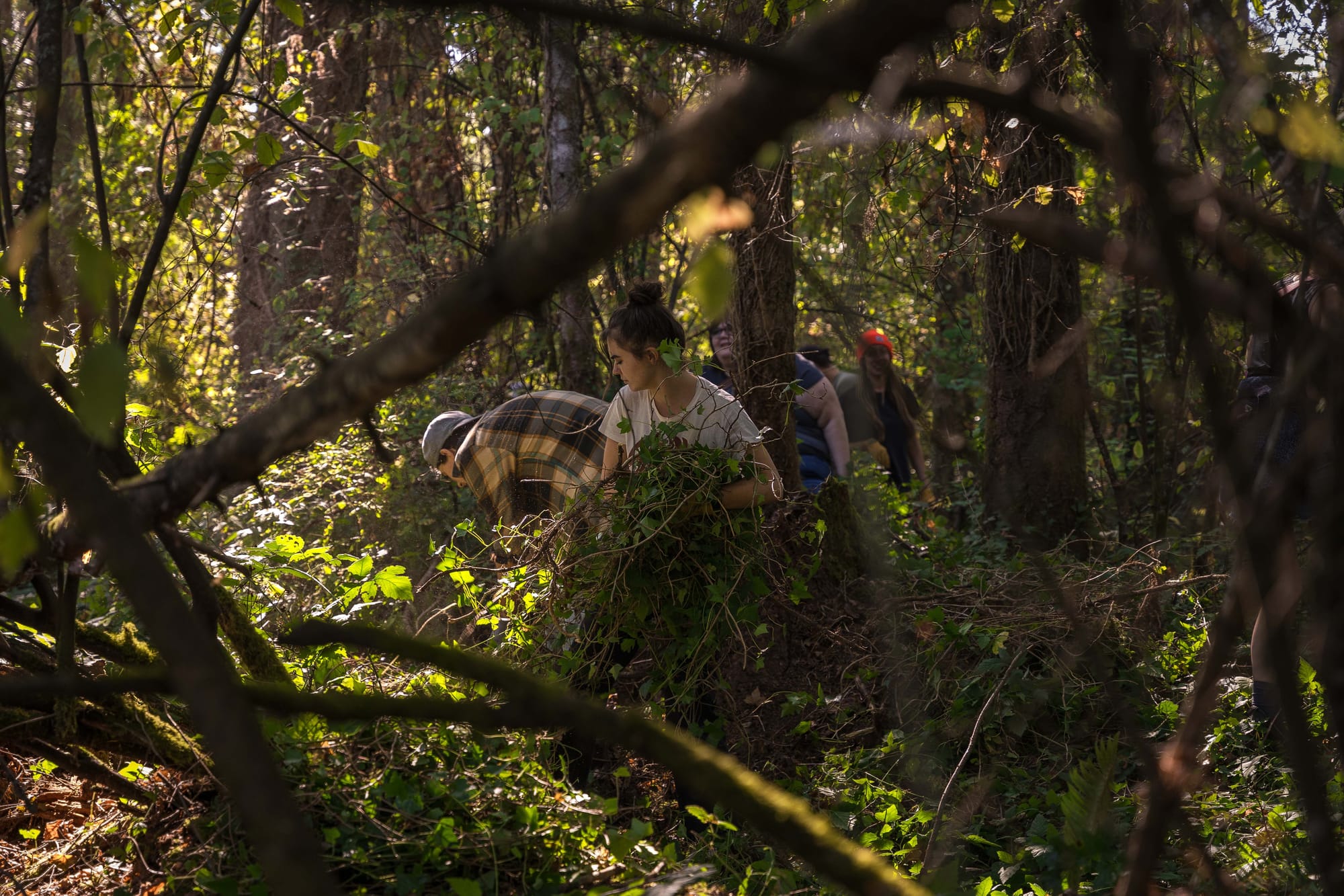 a group of people pulling English ivy in a sun-dappled forest