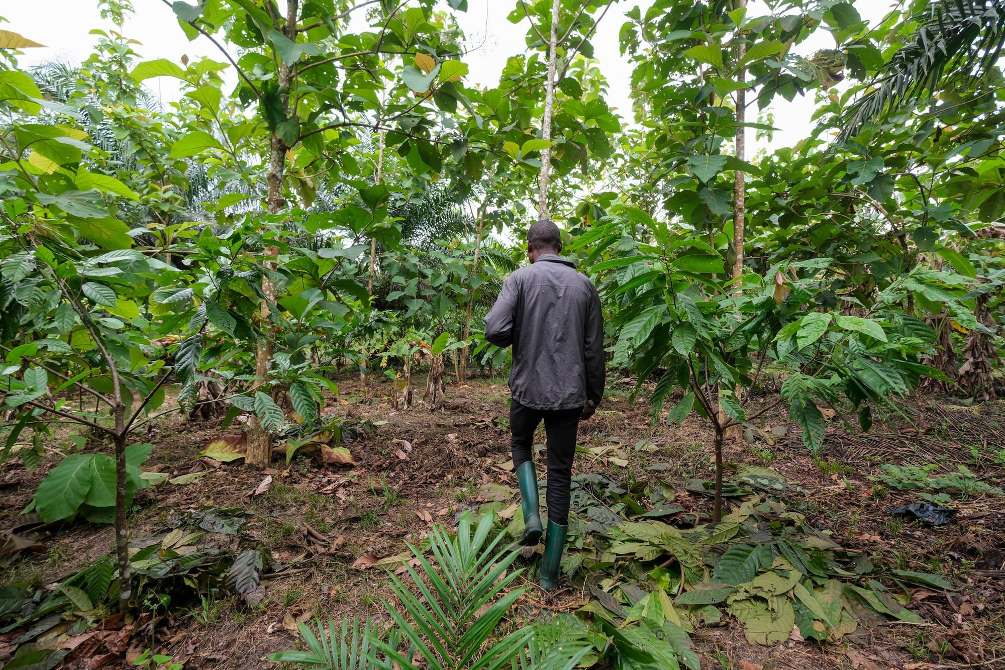 Seen from behind, a person in green boots walks into a forest plantation