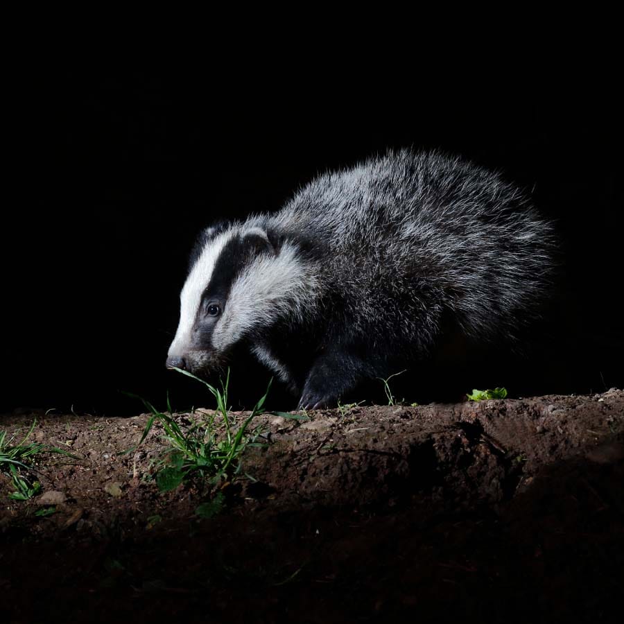 The soundscape performance reviving the wildlife of the past