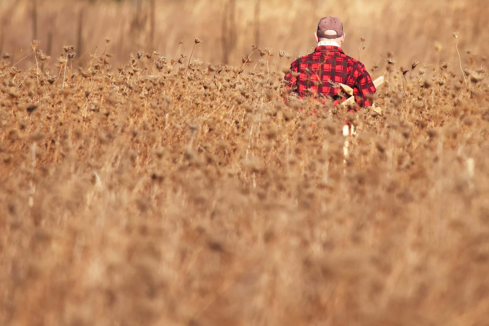 Restoring lost grasslands is as important as planting trees