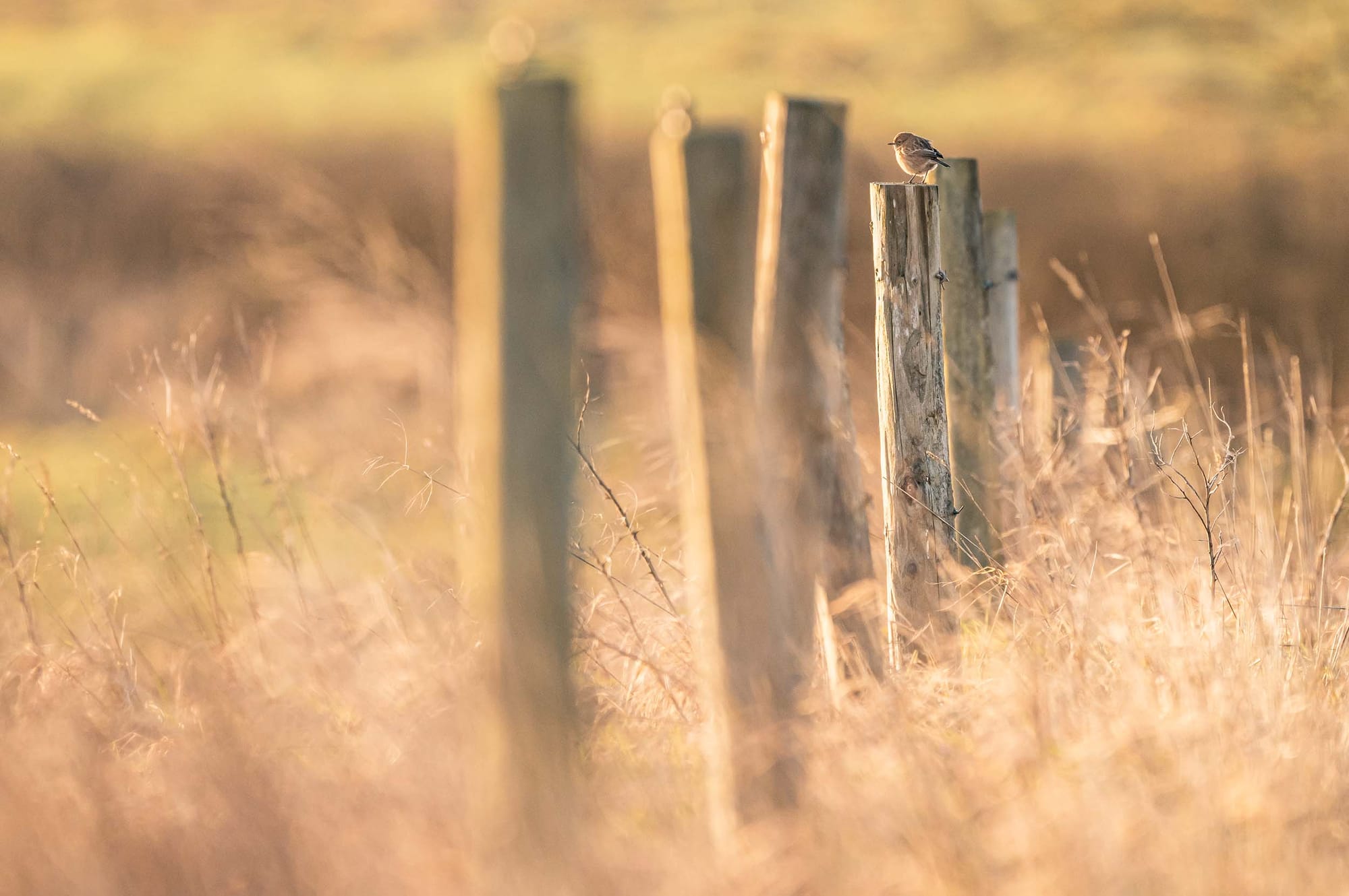 A small bird perched on a fence post in a golden grassy landscape