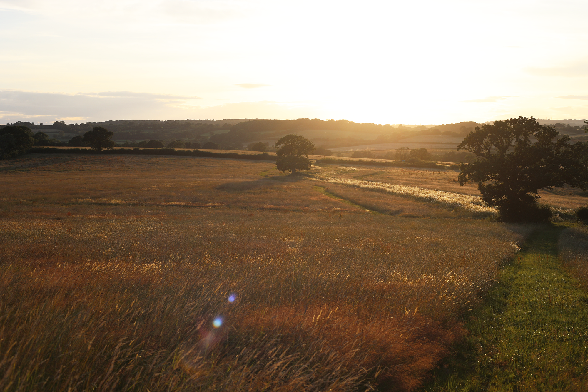 Low sun lights up a grassland dotted with trees