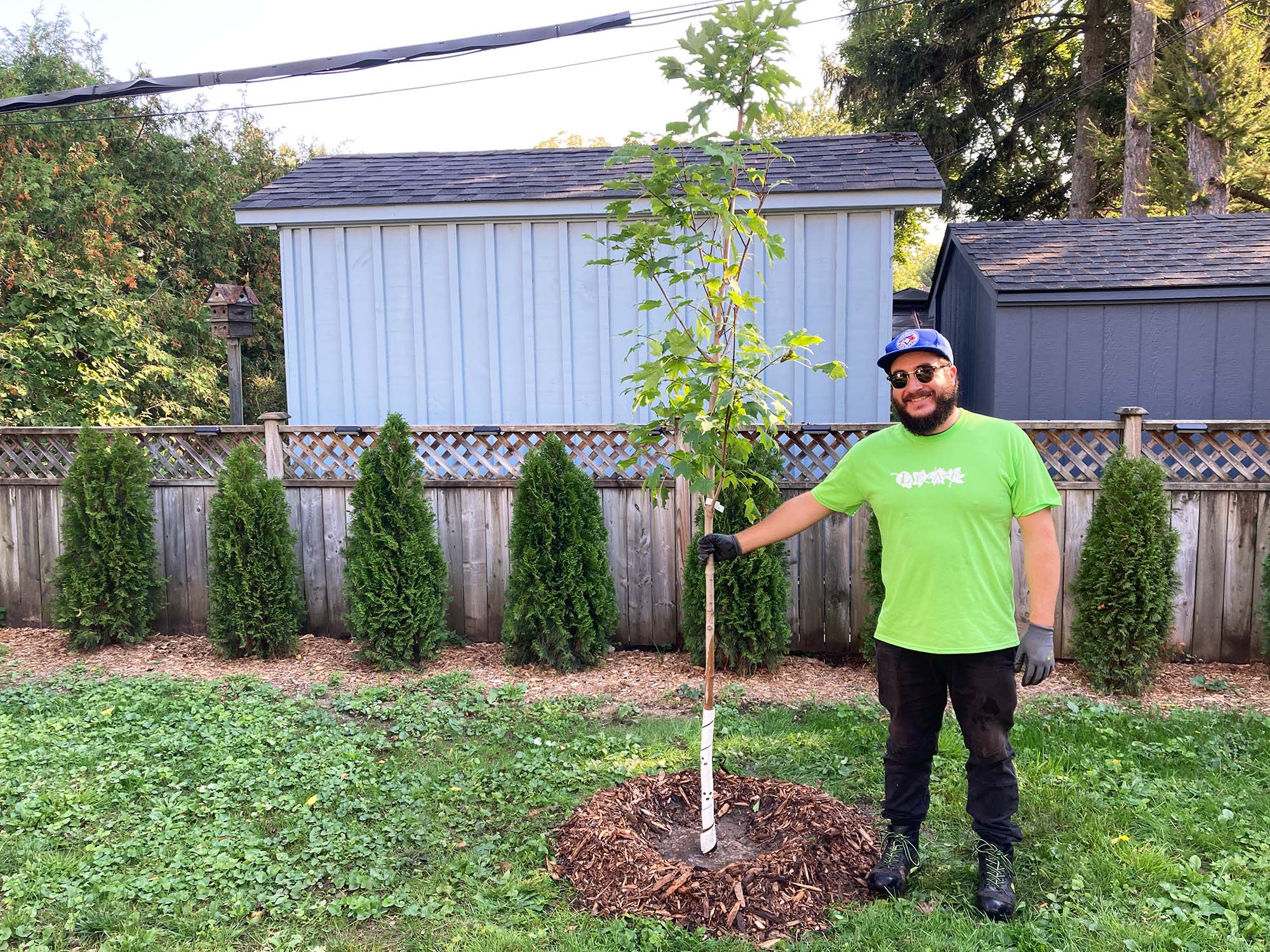 A person stands next to a newly planted maple tree in a home's backyard