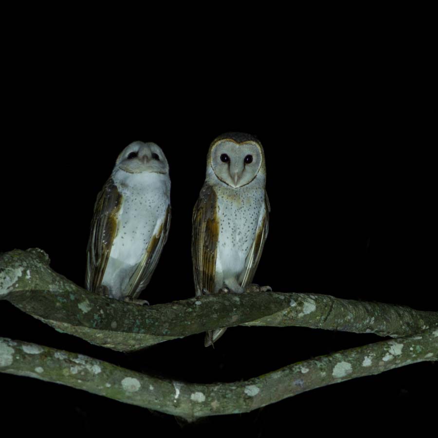 The soundscape performance reviving the wildlife of the past