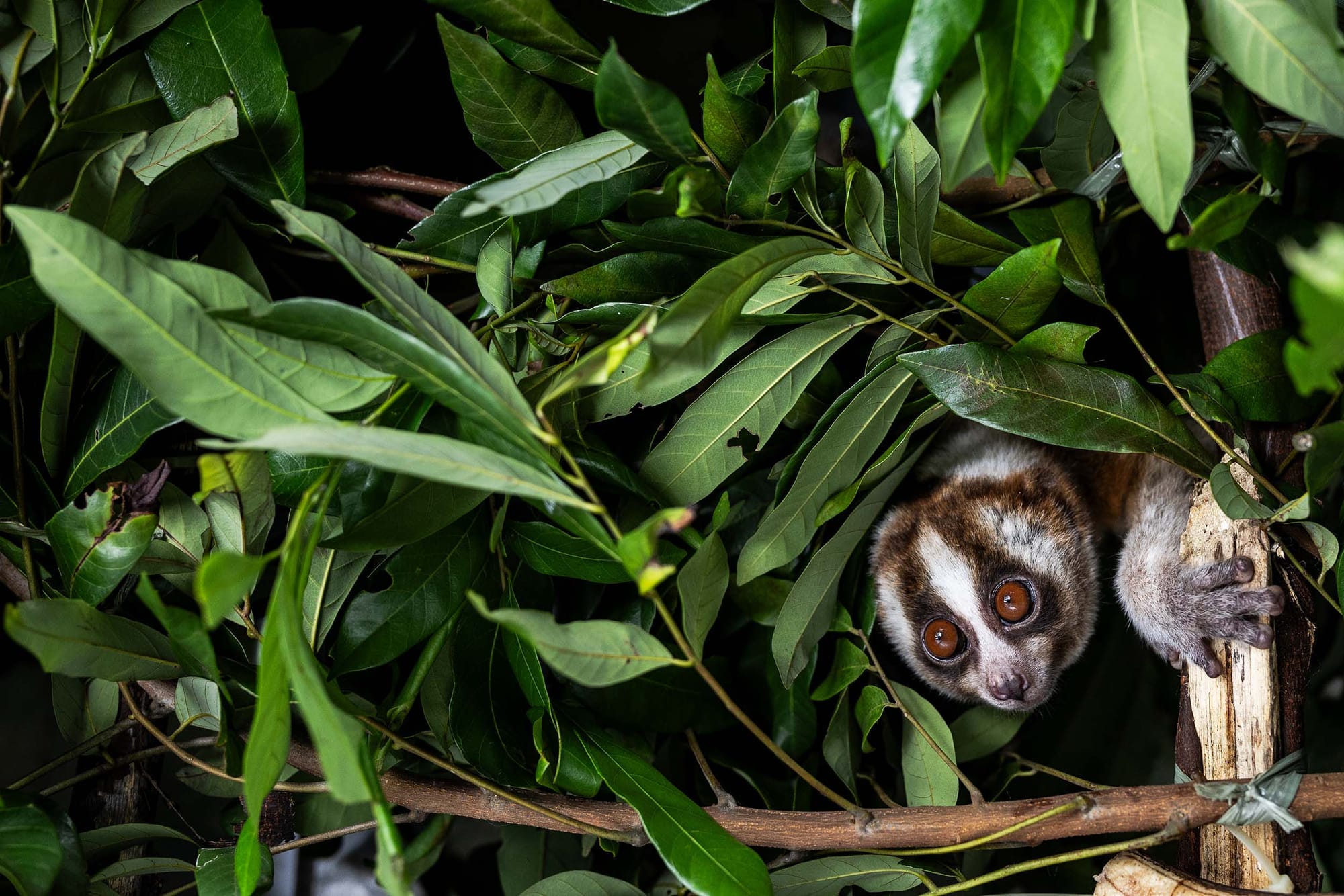 Thick leafy growth with a Javan slow loris poking its head and one arm out at bottom right