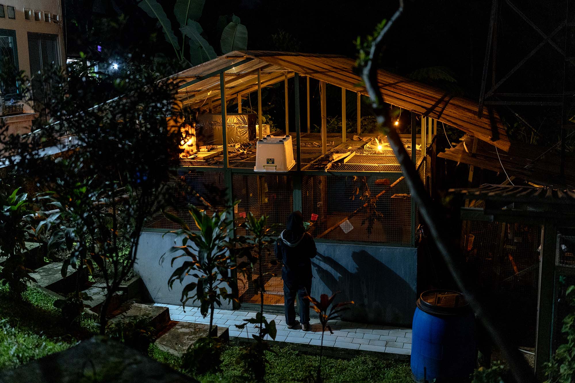 Returning the endangered slow loris to its wild Javan home