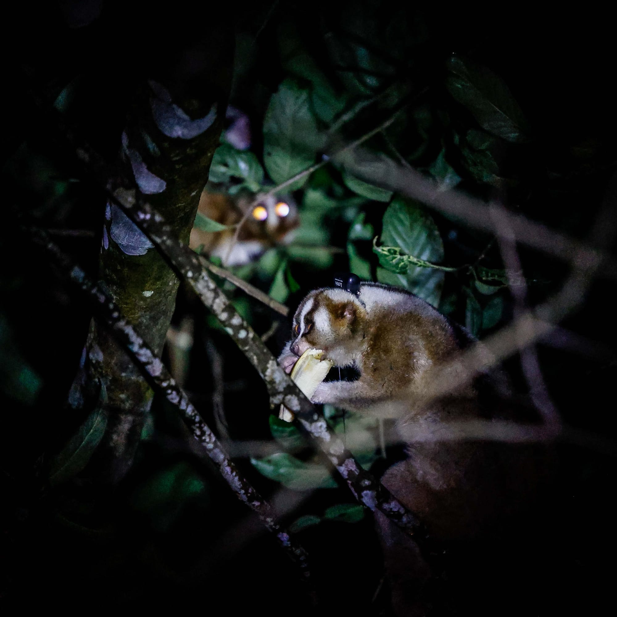 Returning the endangered slow loris to its wild Javan home