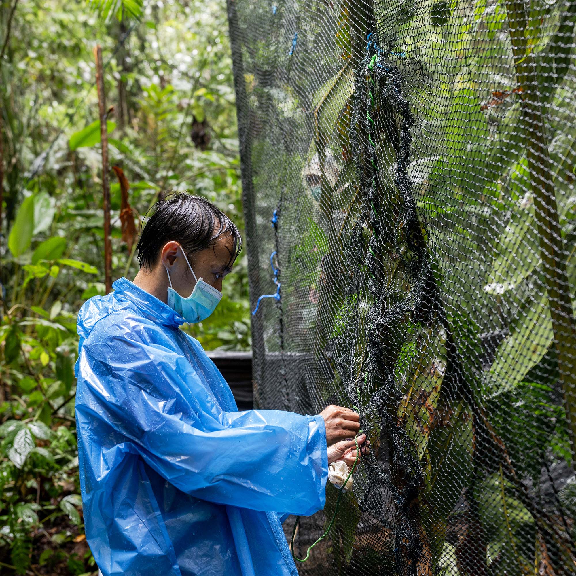 Returning the endangered slow loris to its wild Javan home