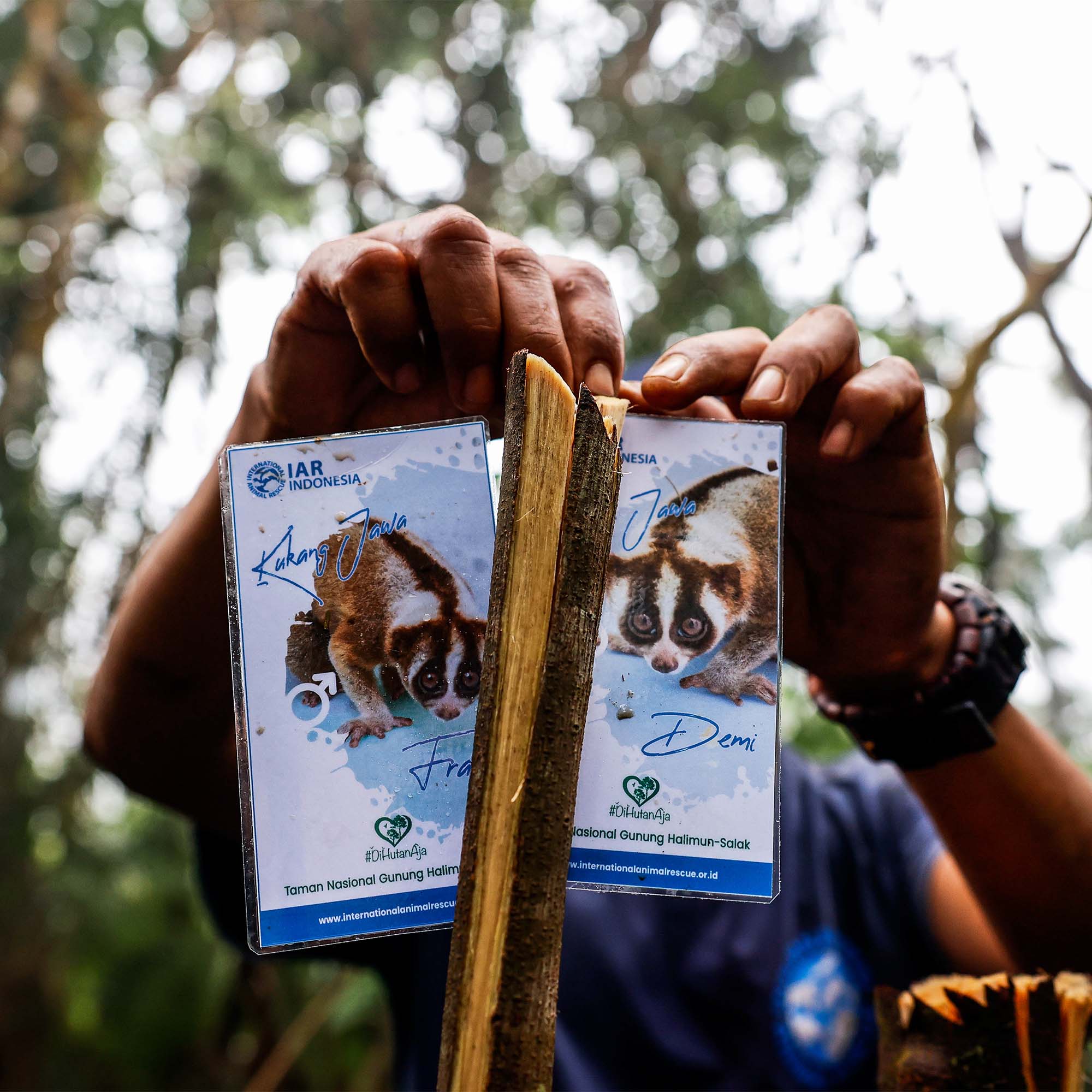 Returning the endangered slow loris to its wild Javan home