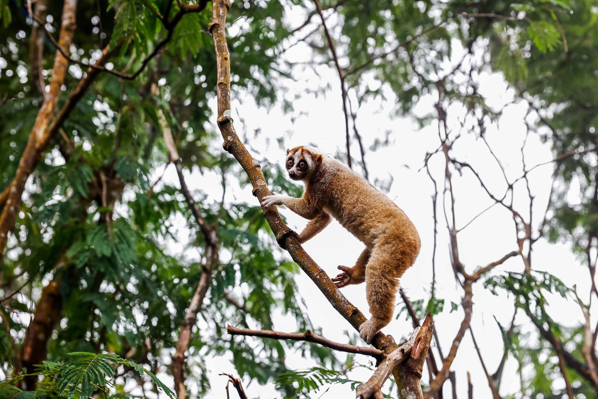 A Javan slow loris perched in a tree, surrounded by leaves and branches