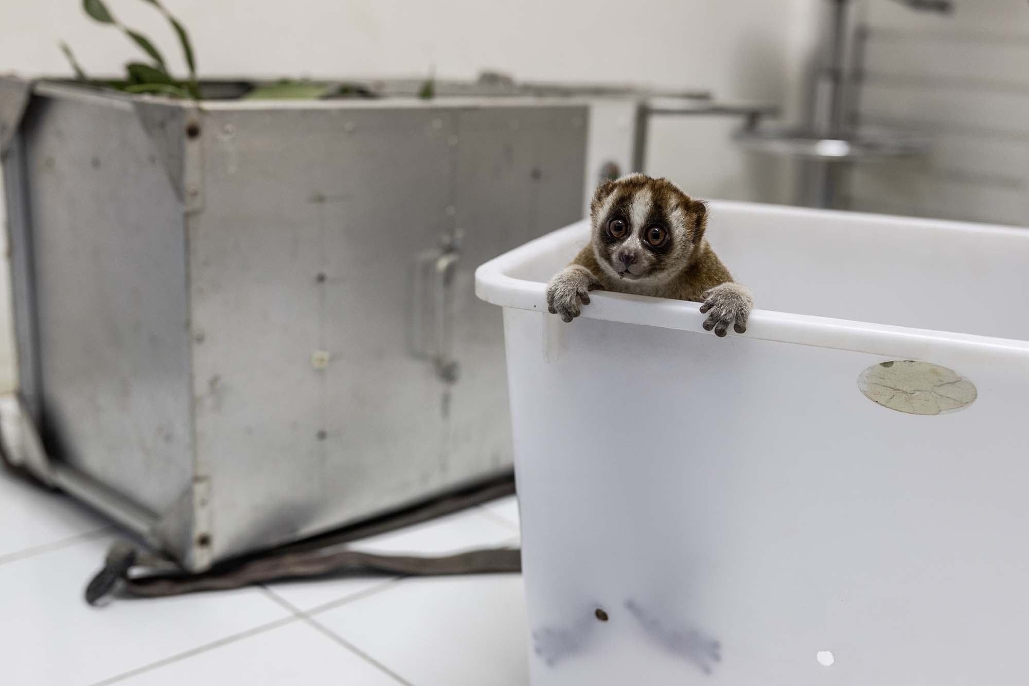 Returning the endangered slow loris to its wild Javan home